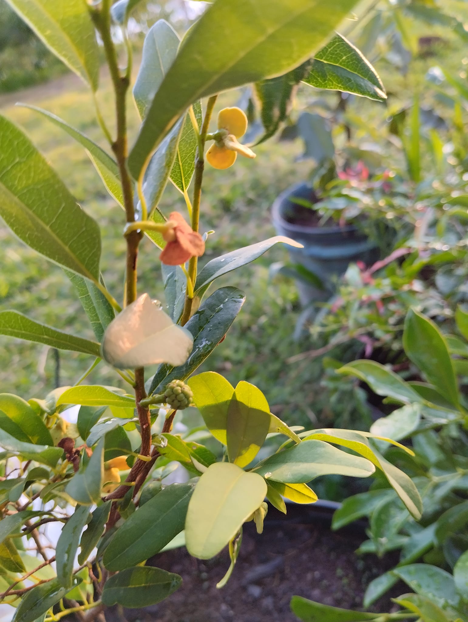 Annona maritima - 1 fresh seed / 1 frischer Samen