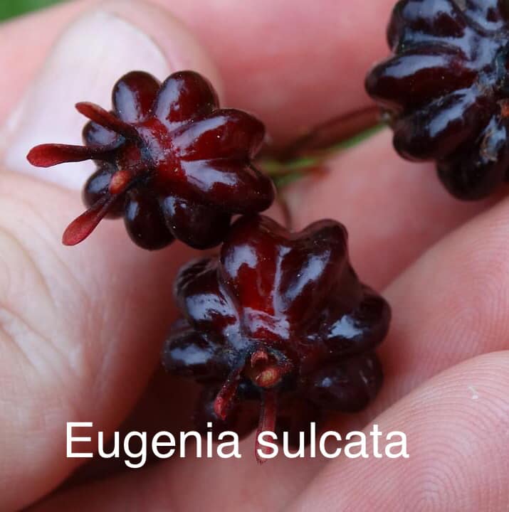 Eugenia sulcata - 1 potted plant / 1 getopfte Pflanze