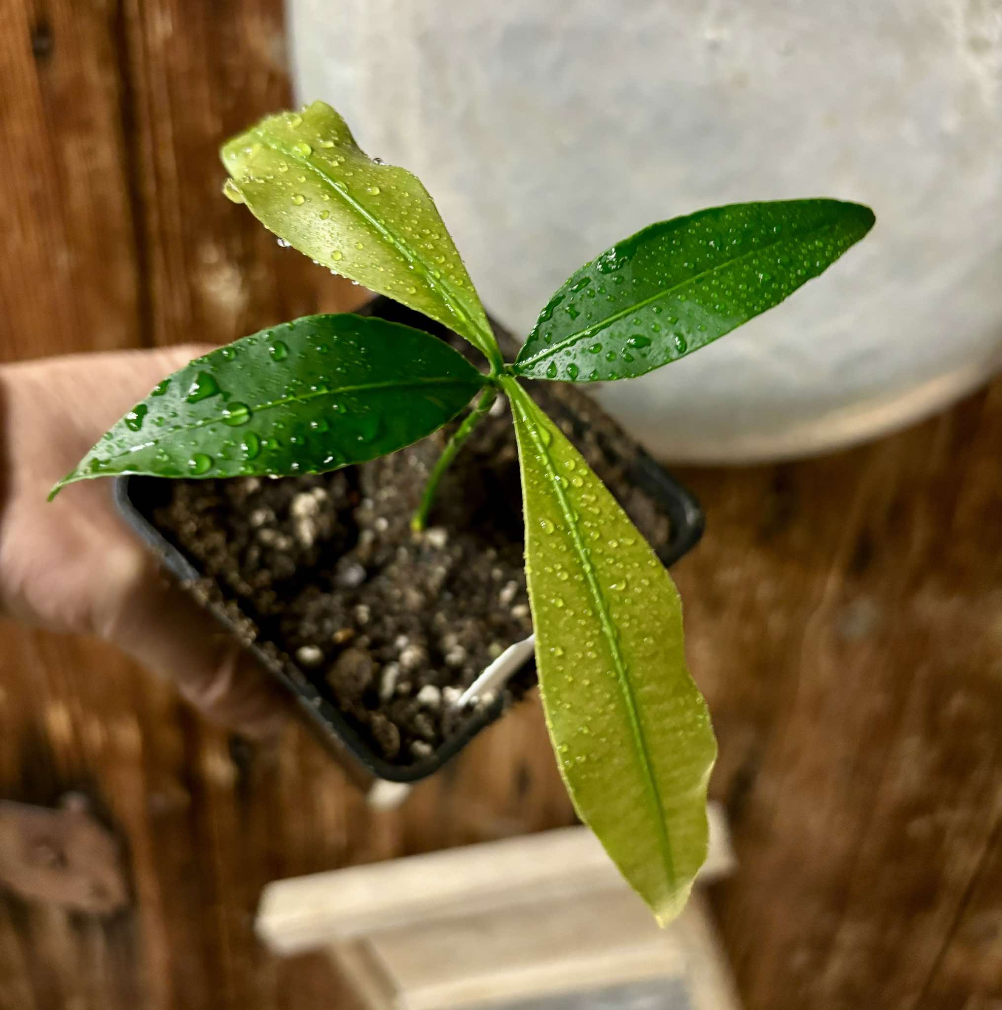 Garcinia humilis Nr. 2  - Achachairu - 1 potted plant / 1 getopfte Pflanze