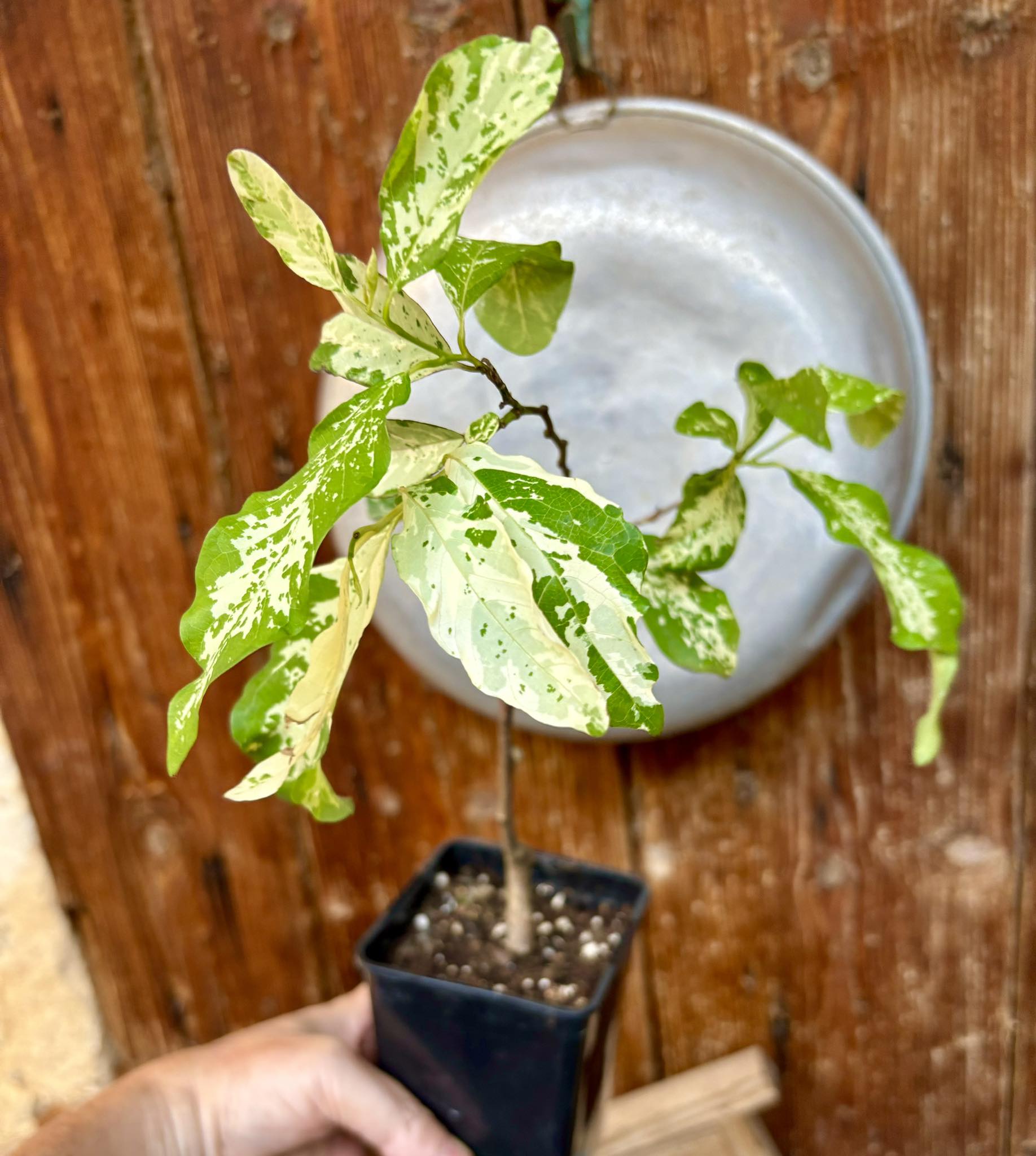 Annona squamosa VARIEGATED - 1 potted plant / 1 getopfte Pflanze