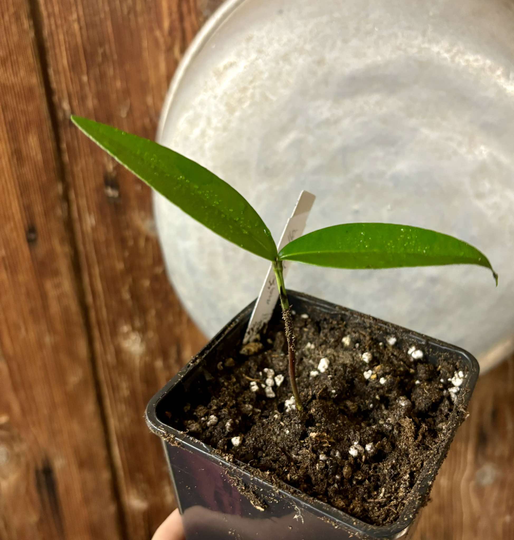 Garcinia macrophylla - 1 small potted seedling / 1 kleiner, getopfter Sämling