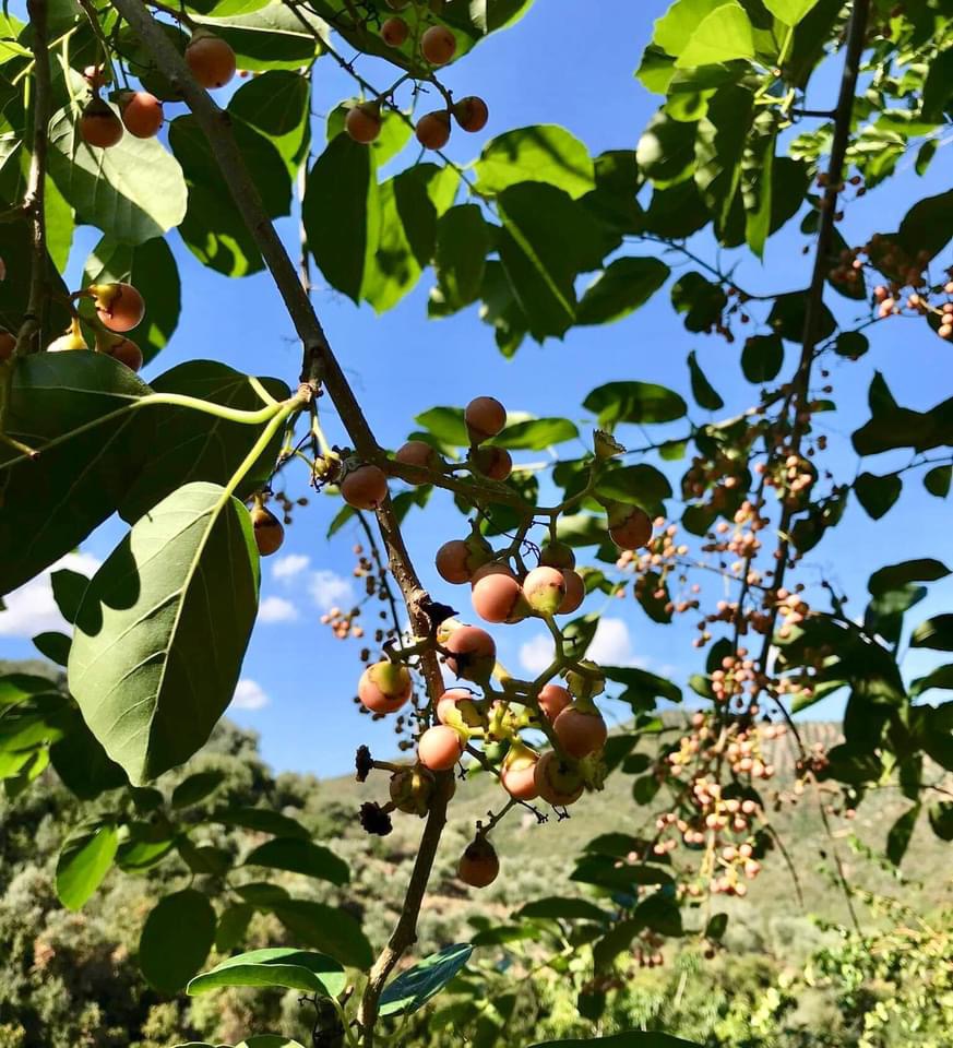 Clammy Cherry (Cordia dichotoma) - 1 fresh seed / 1 frischer Samen