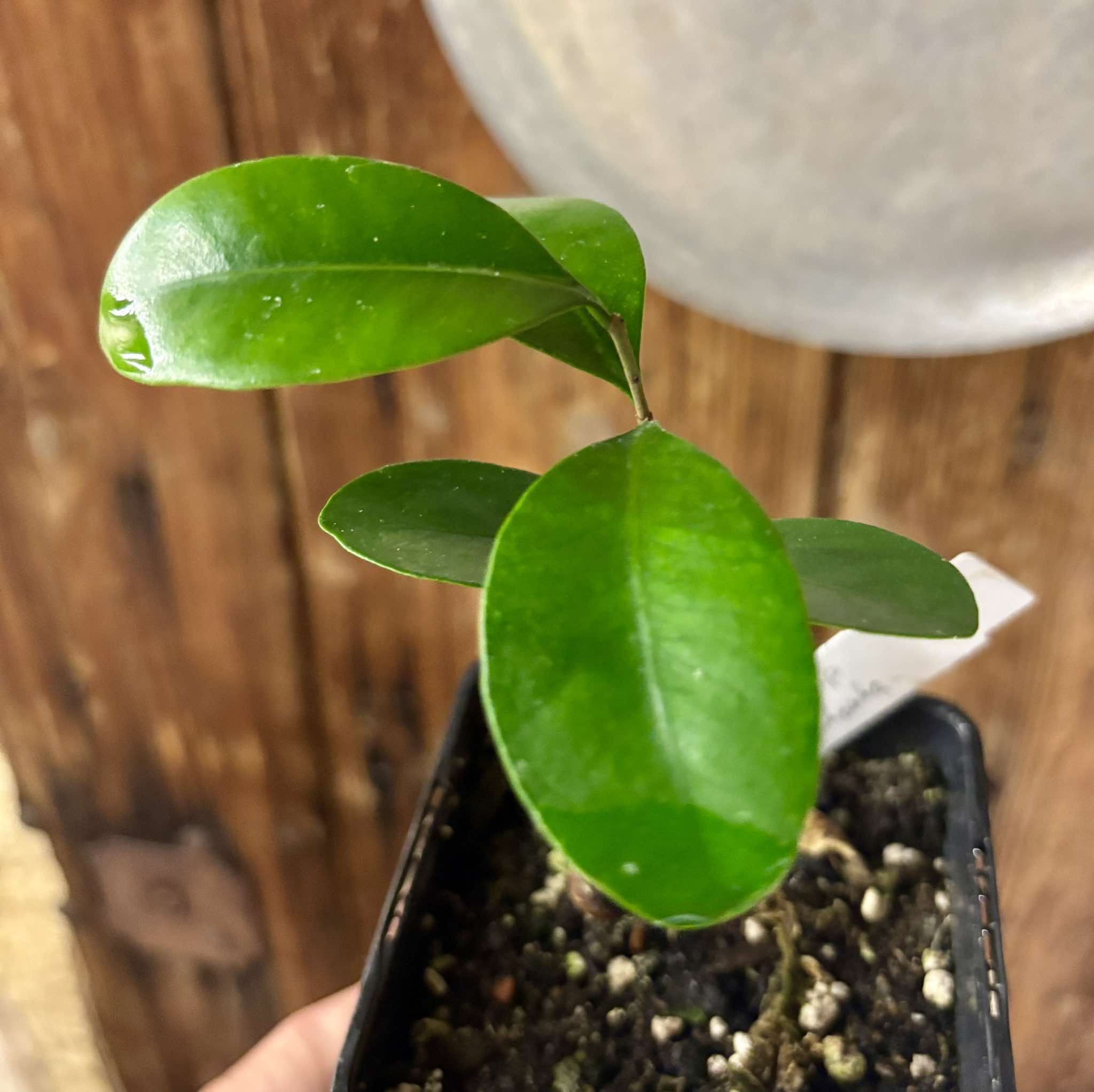 Myrcia sp Jequitinhonha - 1 potted seedling / 1 getopfter Sämling