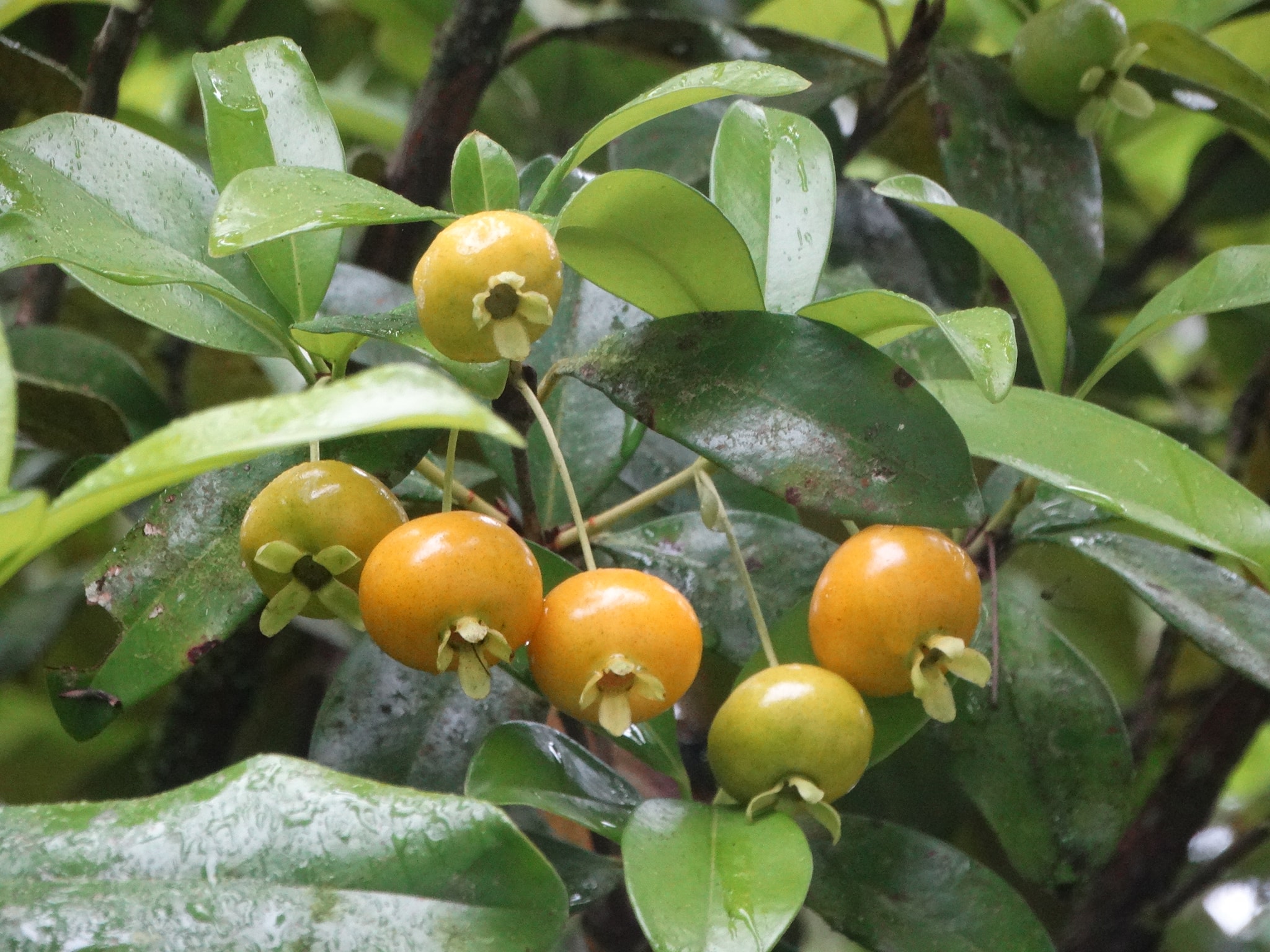 Yellow Grumixama (Eugenia brasiliensis var. leucocarpa) - 1 germinated seed / 1 gekeimter Samen