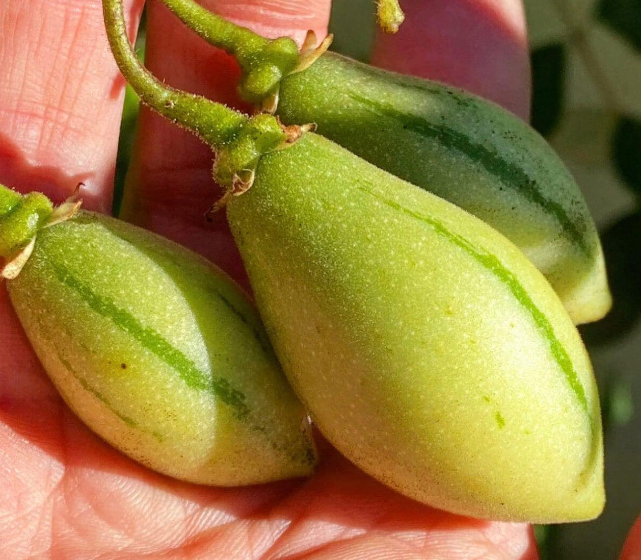 Hardy Tamarillo (Solanum corymbiflorum) - 1 potted plant / 1 getopfte Pflanze 