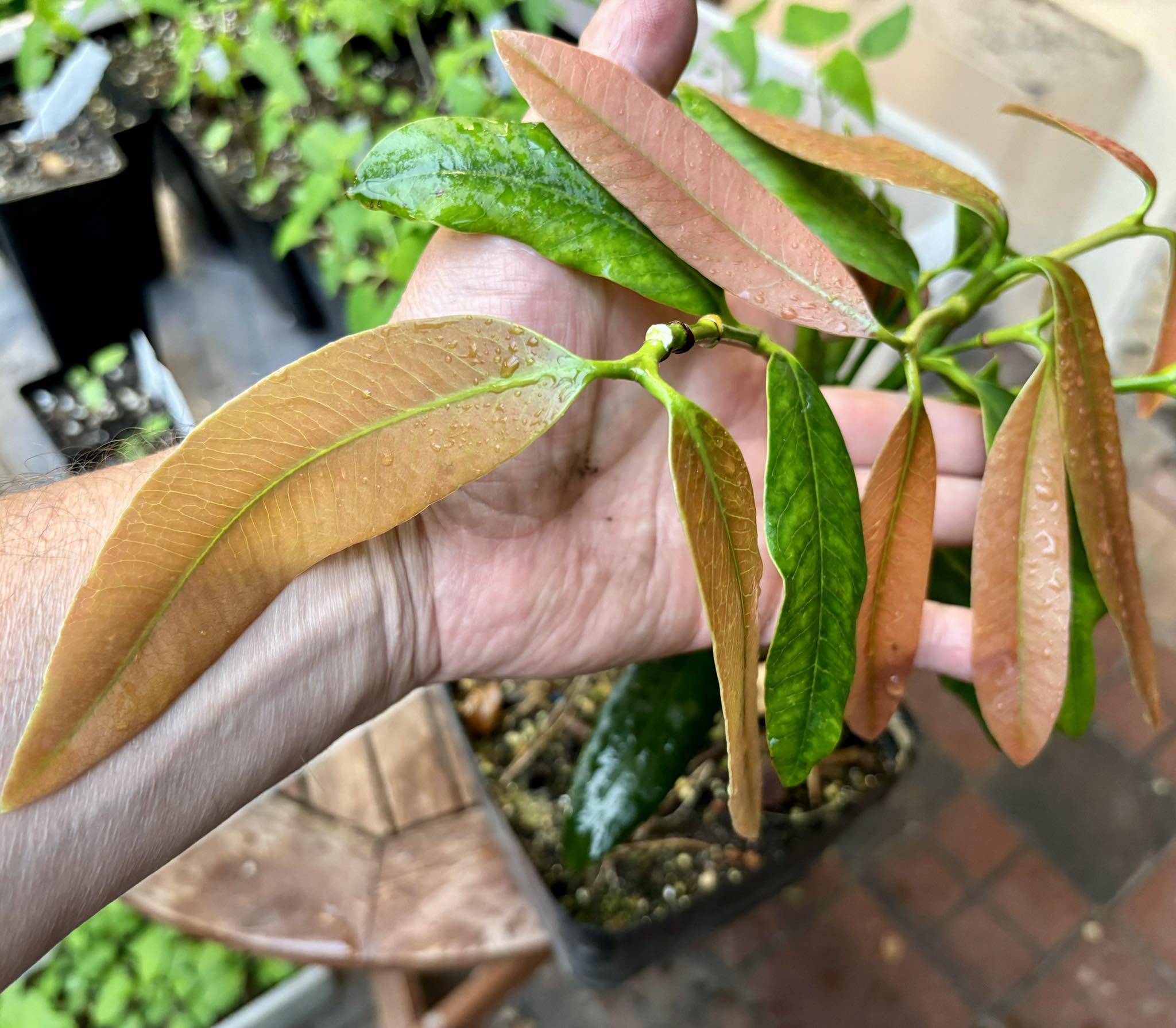 Garcinia sp. Luc's Garcinia - Garcinia sp Mexico - 1 potted plant / 1 getopfte Pflanze