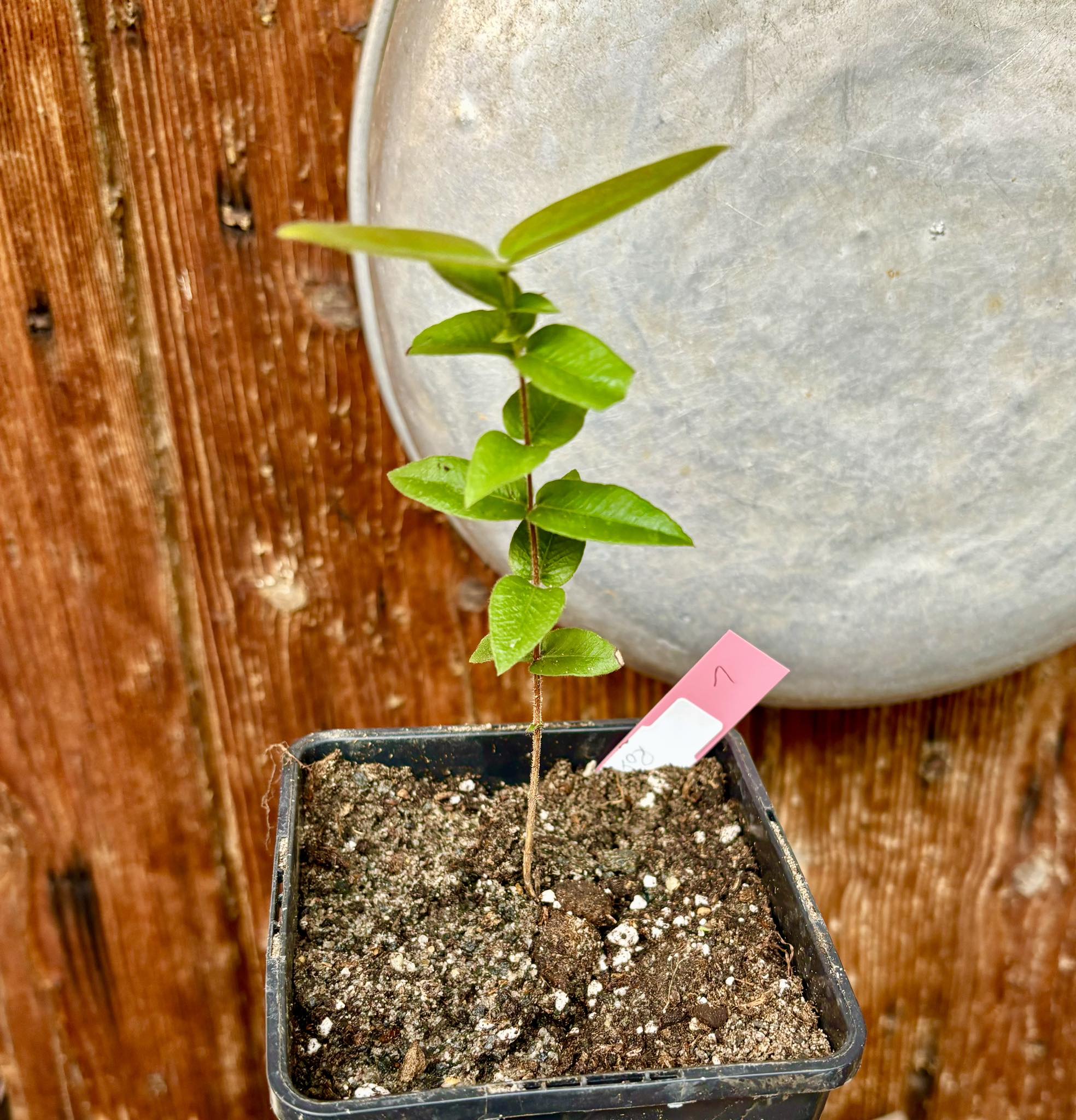 Myrciaria caerulescens Nr. 1 - Roxa - Blue Guaquiea -  1 potted plant  / 1 getopfte Pflanze