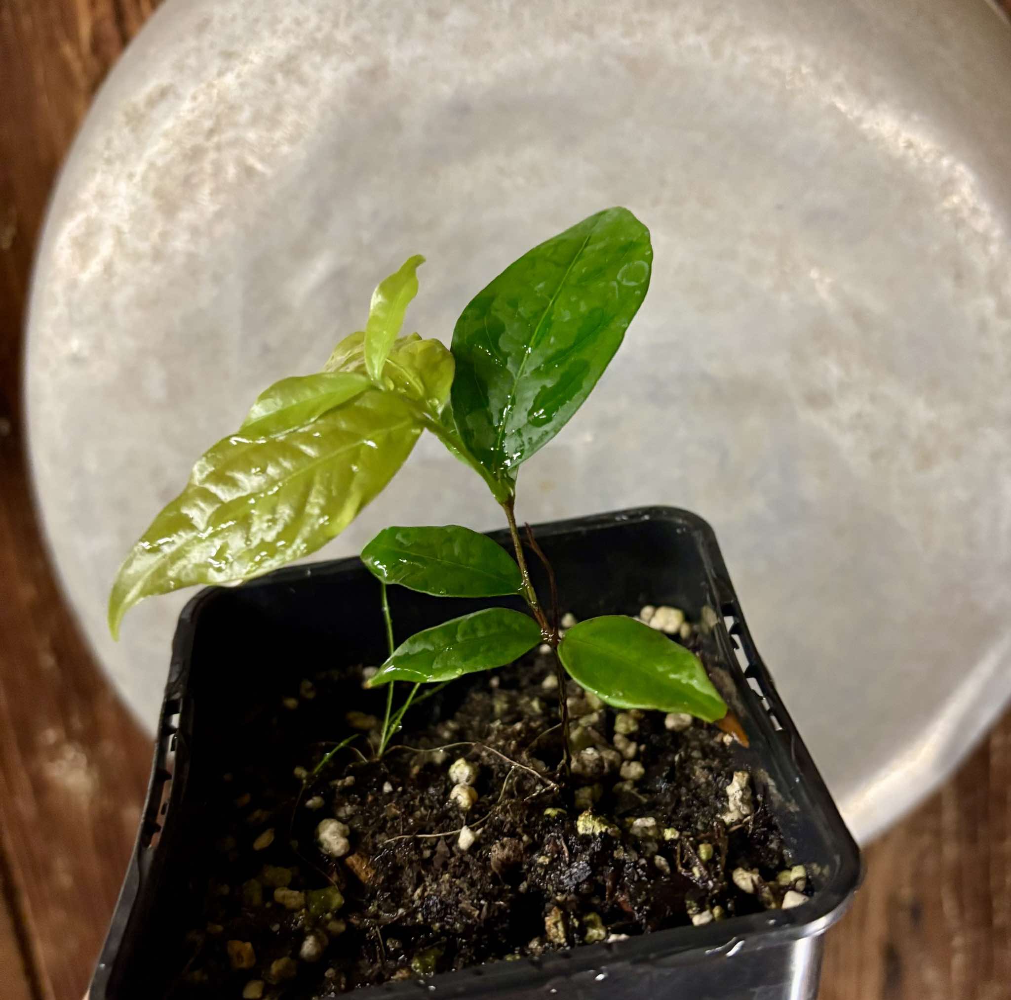 Ruby do Amazonas (Eugenia patrisii) 1 potted seedling / 1 getopfter Sämling