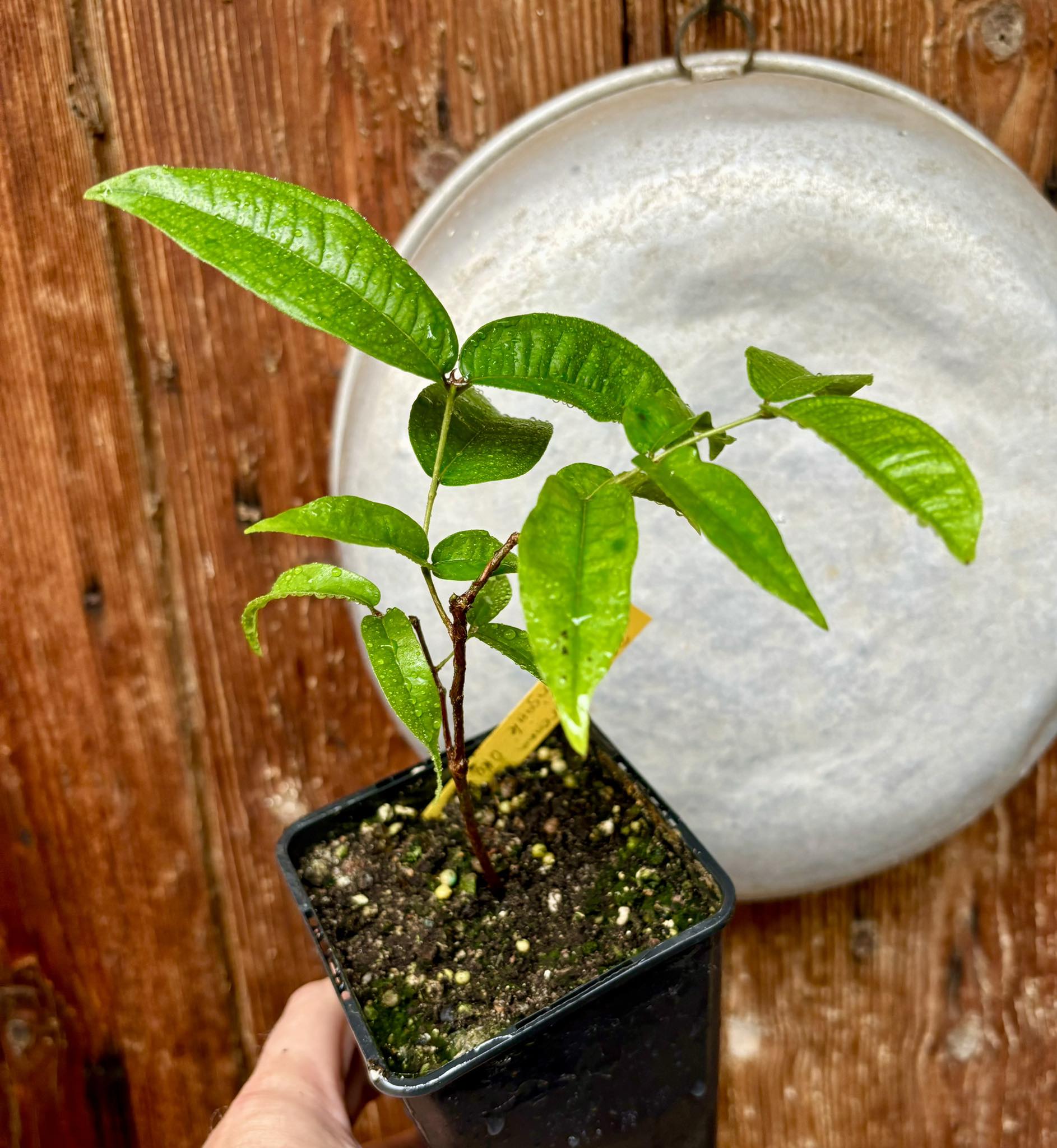 Plinia aureana var. Branca Gigante Otto Anderson - 1 potted plant / 1 getopfte Pflanze