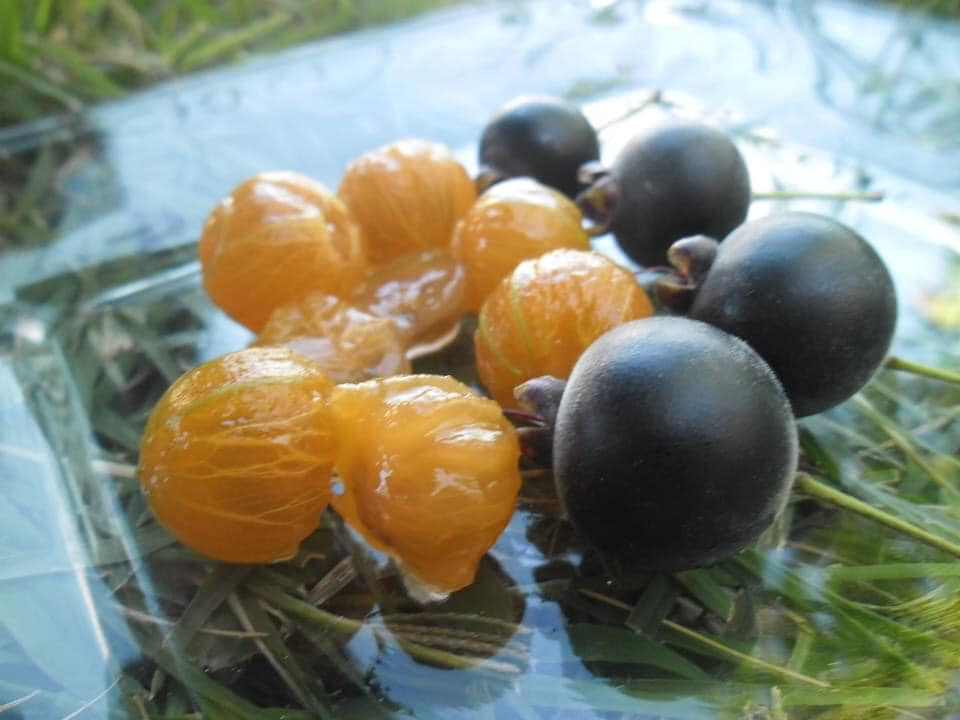 Myrcianthes pungens - Guabiju - 1 small potted seedling / 1 kleiner getopfter Sämling