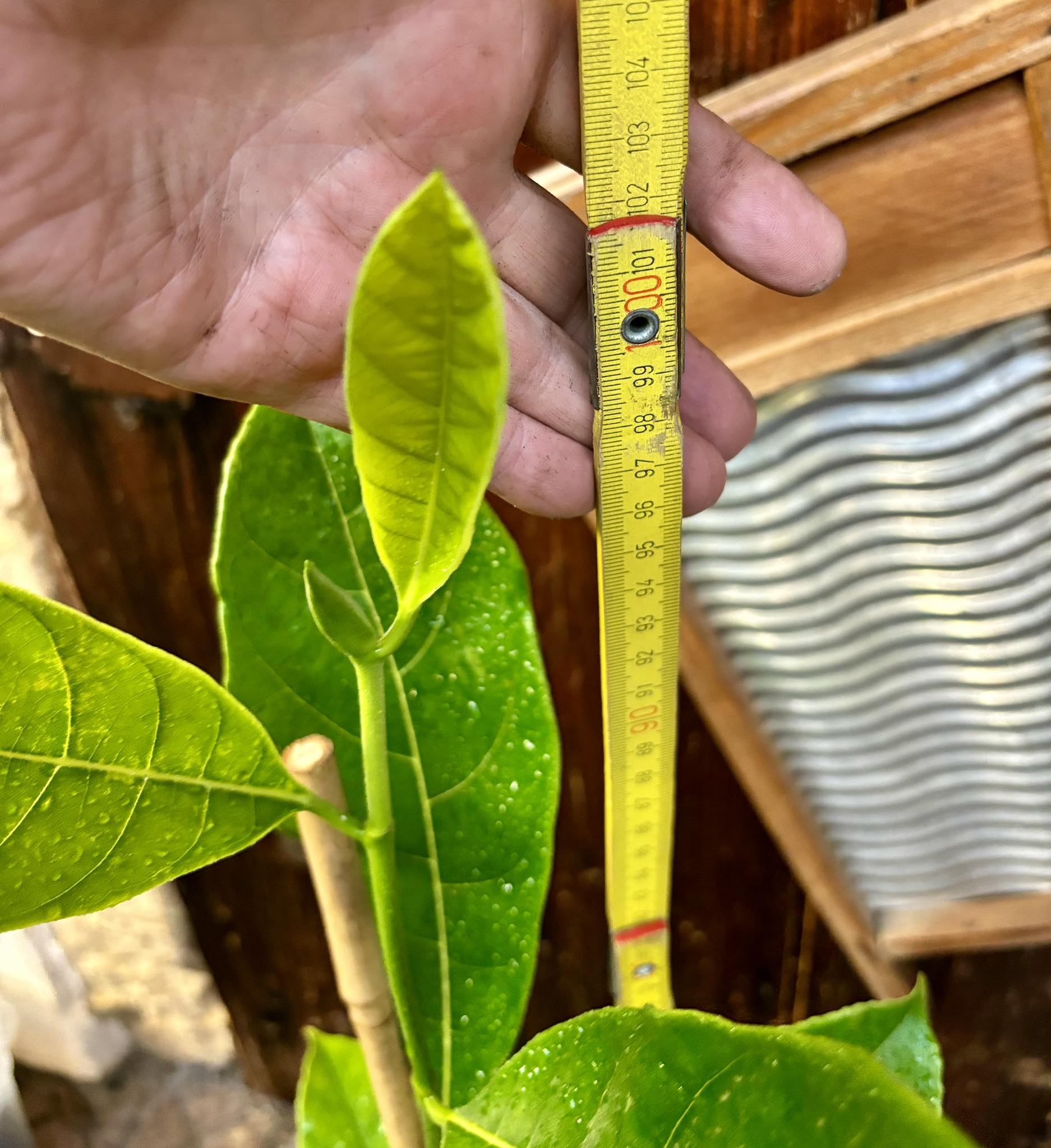 Jackfruit (Artocarpus heterophyllus) - 1 potted plant / 1 getopfte Pflanze