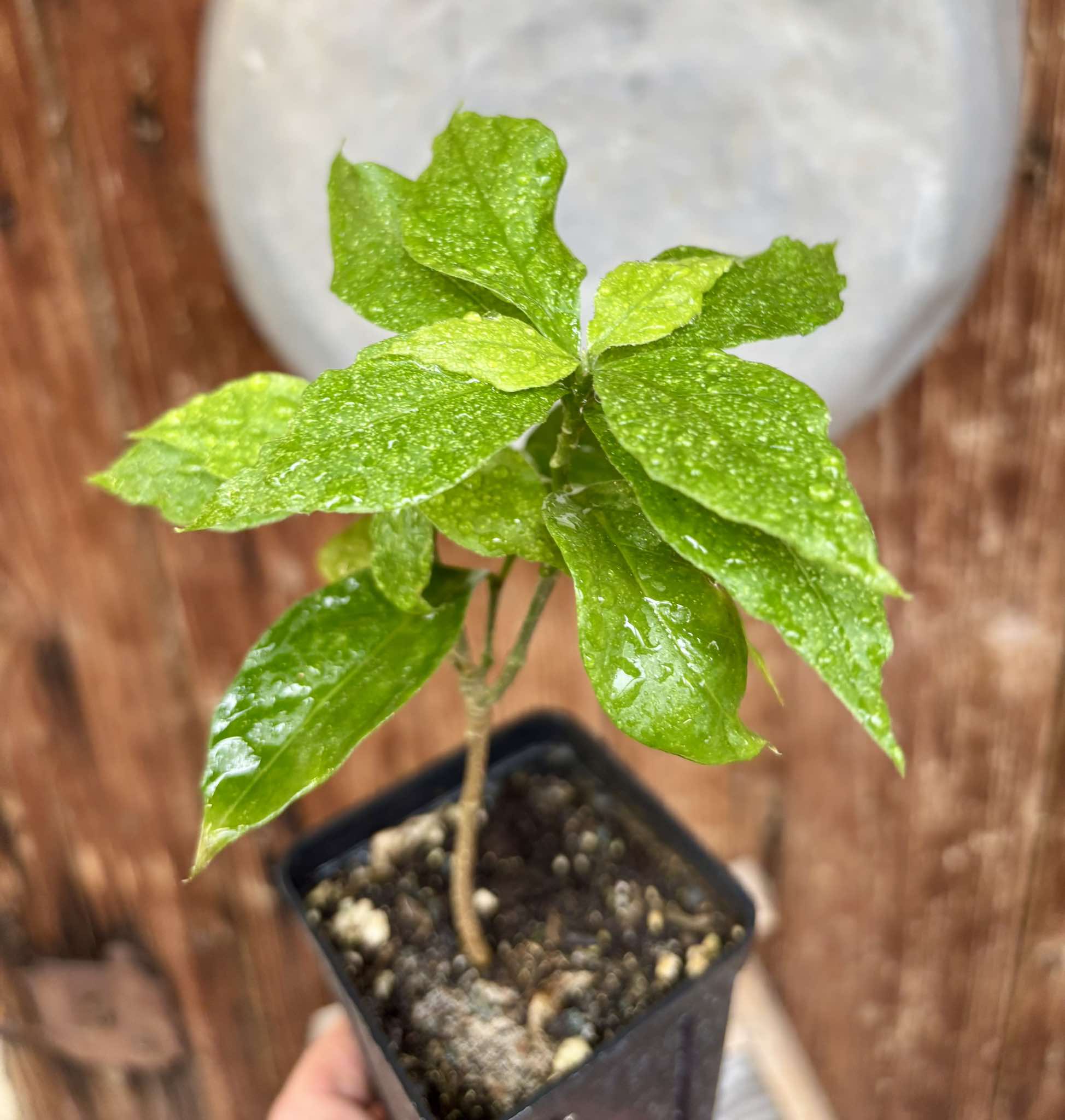 Peanutbutter Fruit (Bunchosia glandulifera) - 1 potted plant / 1 getopfte Pflanze