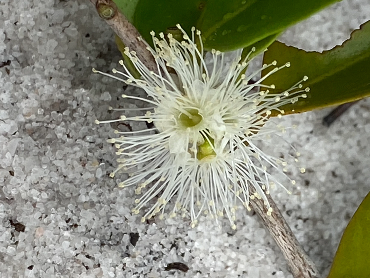 Myrciaria sp Gin & Tonic - 1 small potted seedling / 1 kleiner, getopfter Sämling