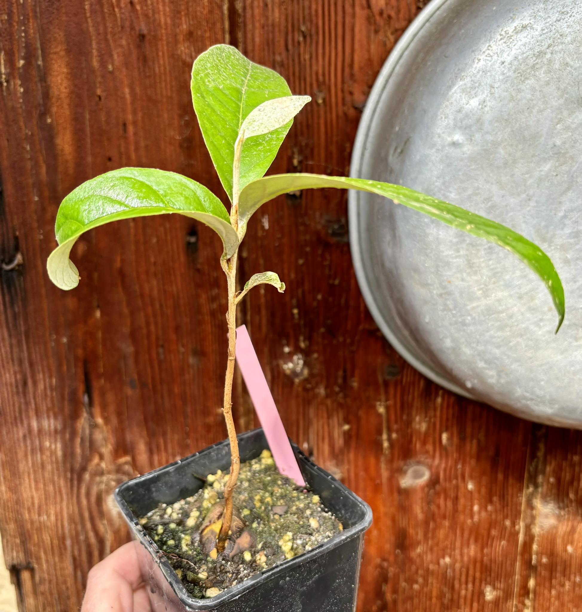 Couepia polyandra - Olosapo - 1 potted seedling / 1 getopfter Sämling