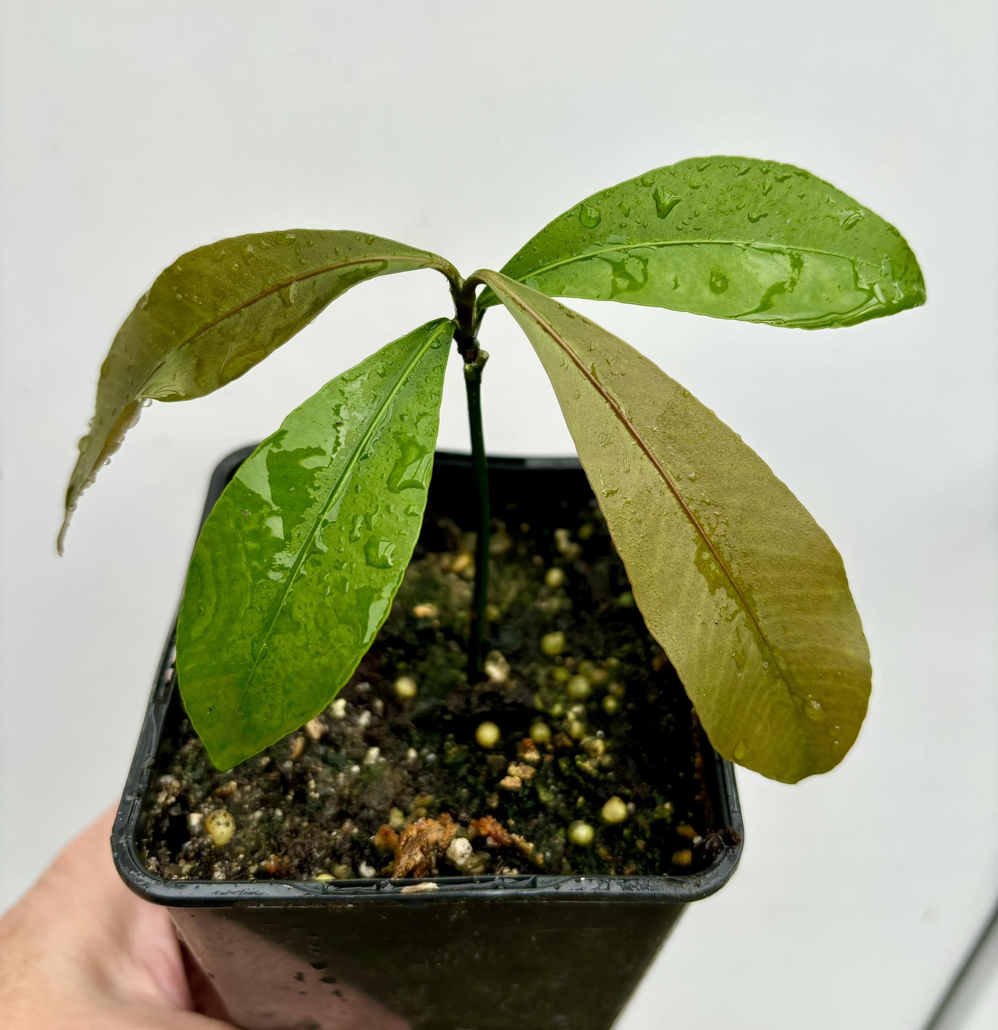 Garcinia sp Amazonas Nova - 1 potted seedling / 1 getopfter Sämling 