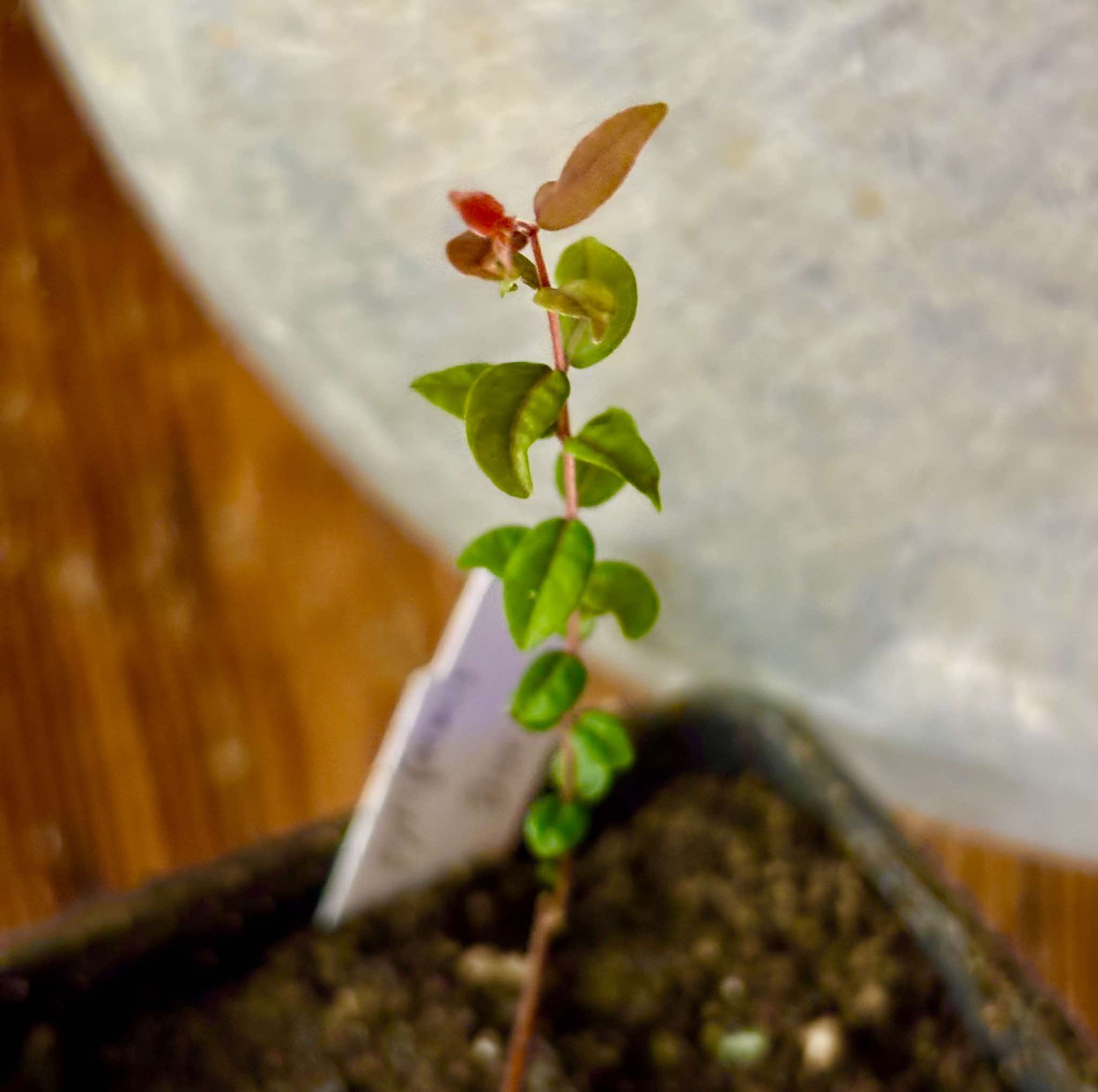 Eugenia pyriformis var Eldorado - Uvaia Doce - 1 small potted seedling / 1 kleiner, getopfter Sämling