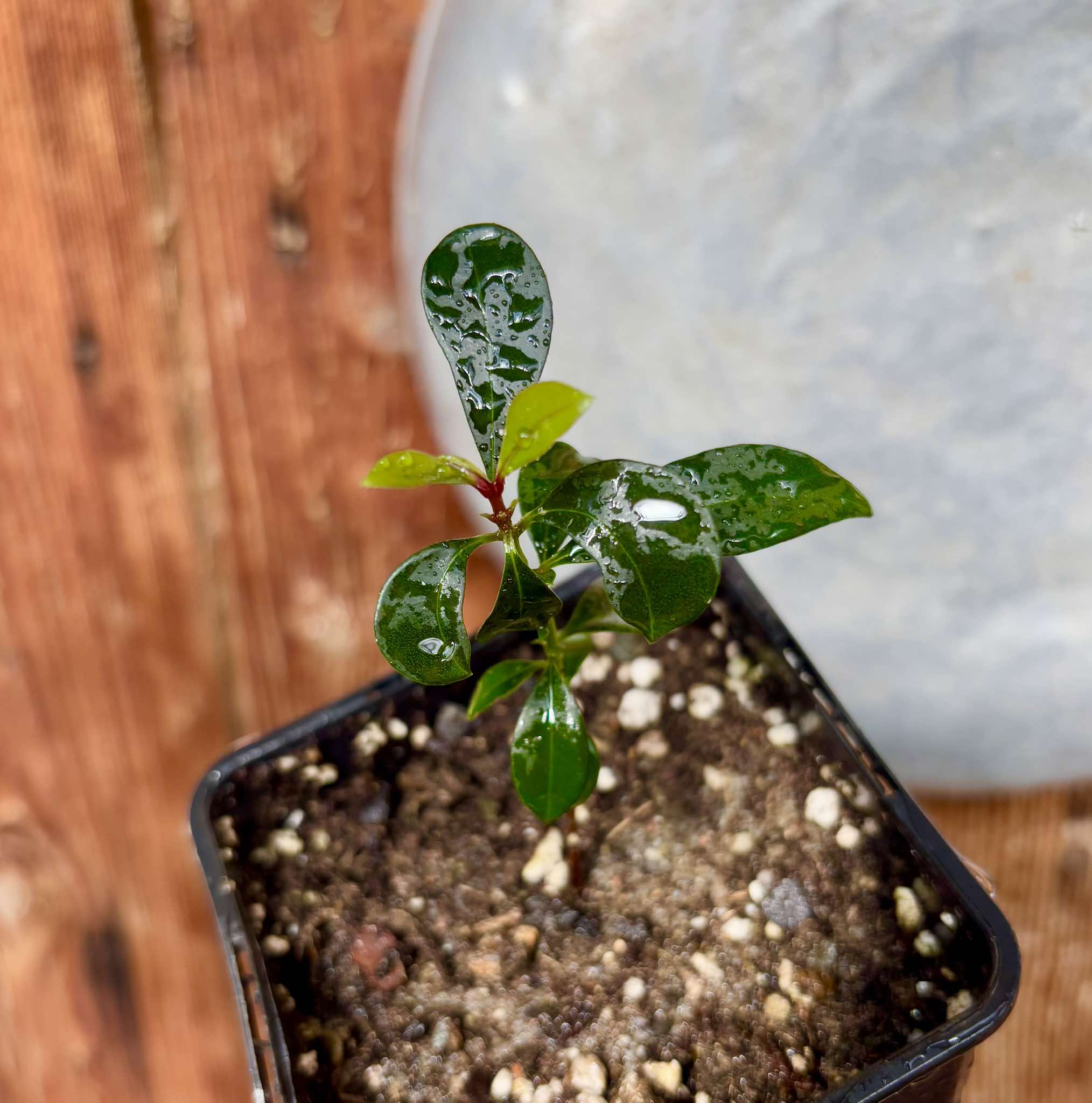 Syzygium oleosum - Blue Lilly Pilly - 1 small potted seedling / 1 kleiner, getopfter Sämling