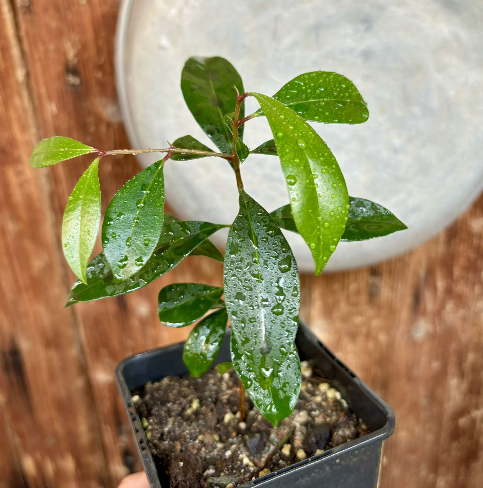 Syzygium oleosum - Blue Lilly Pilly - 1 potted plant / 1 getopfte Pflanze