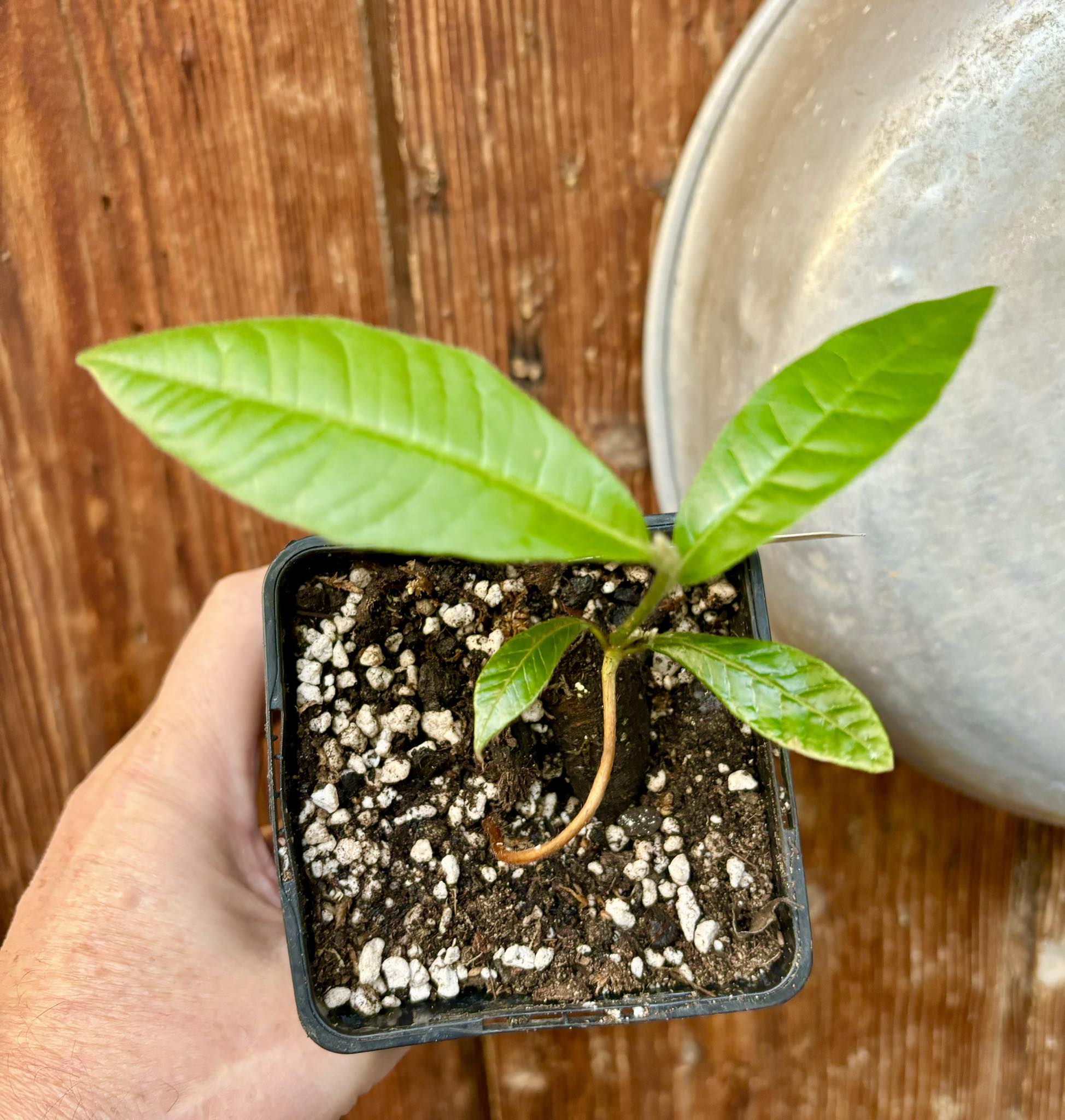 Pouteria torta subsp. torta - Abiu pilosa - 1 potted plant / 1 getopfte Pflanze