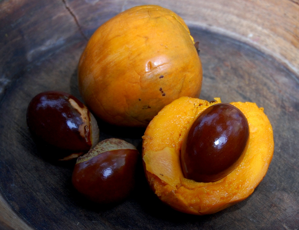 Canistel (Lucuma campechiana) - 1 potted plant / 1 getopfte Pflanze