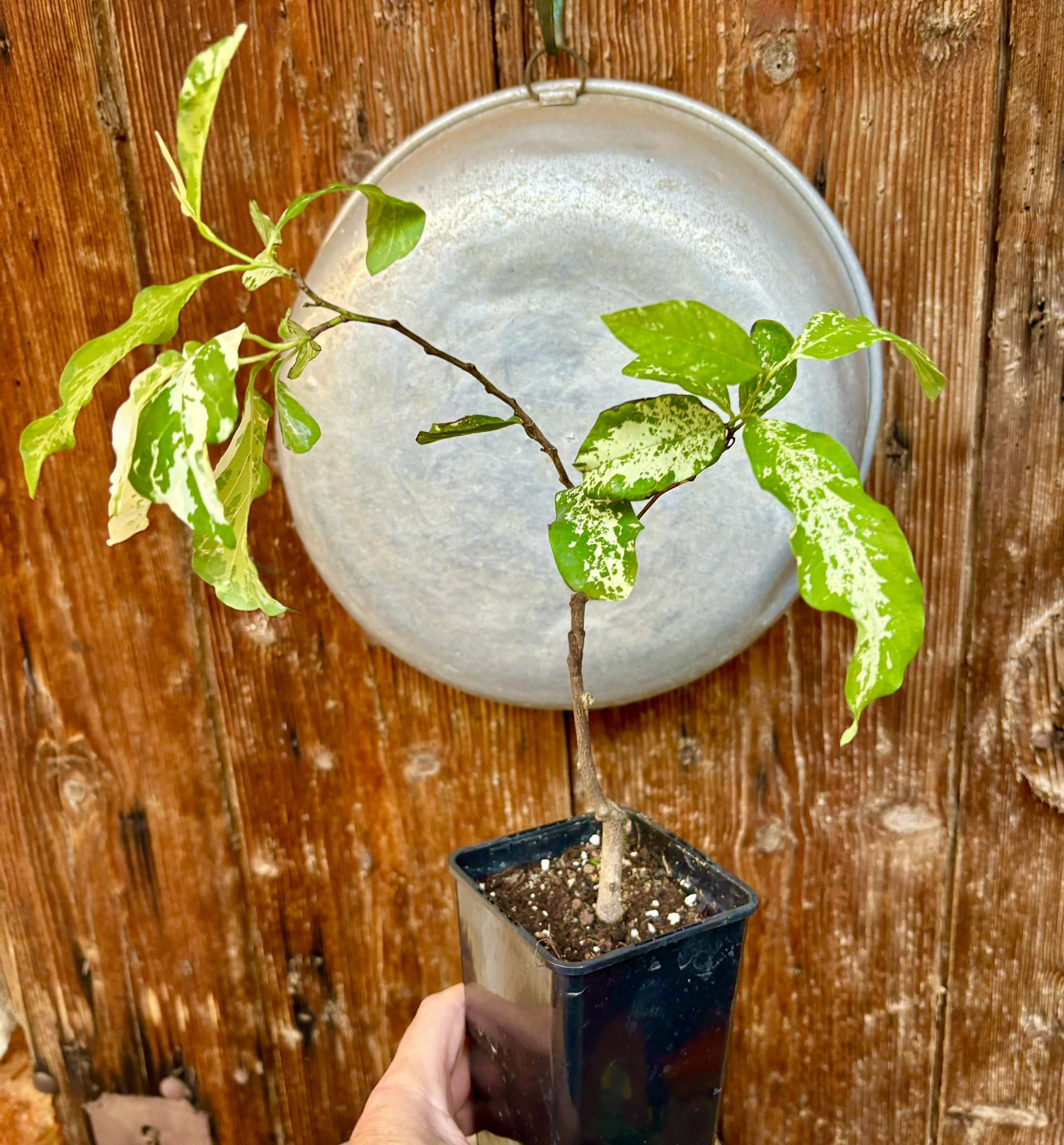 Annona squamosa VARIEGATED - 1 potted plant / 1 getopfte Pflanze