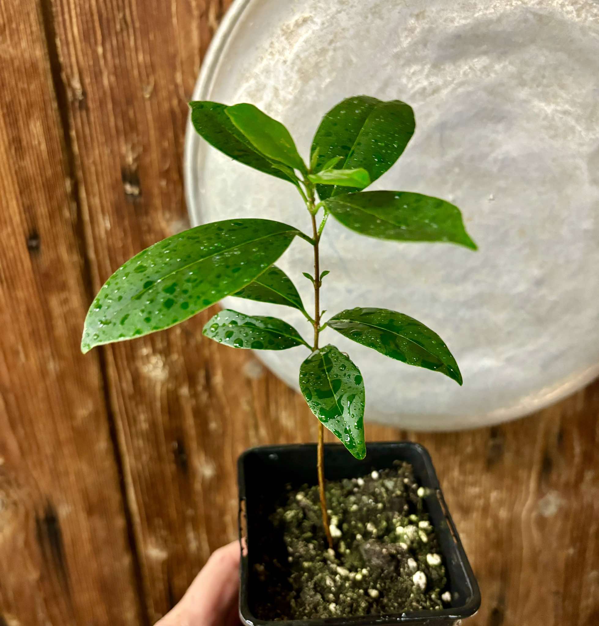 Eugenia dichroma - Pitanga Fanta - 1 potted seedling / 1 getopfter Sämling