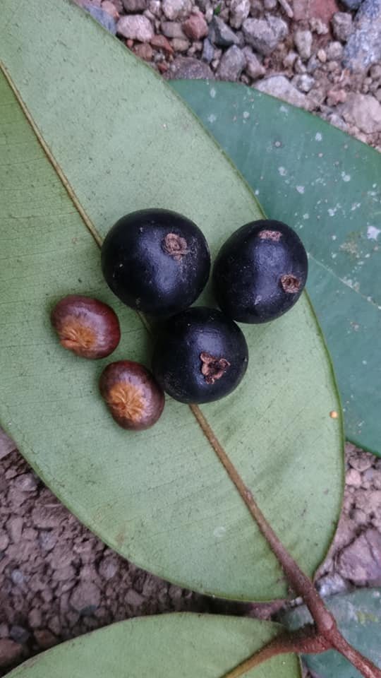 Guaporanga-Catarinense (Myrcia eugeniopsoides) -  1 germinated seed / 1 gekeimter Samen