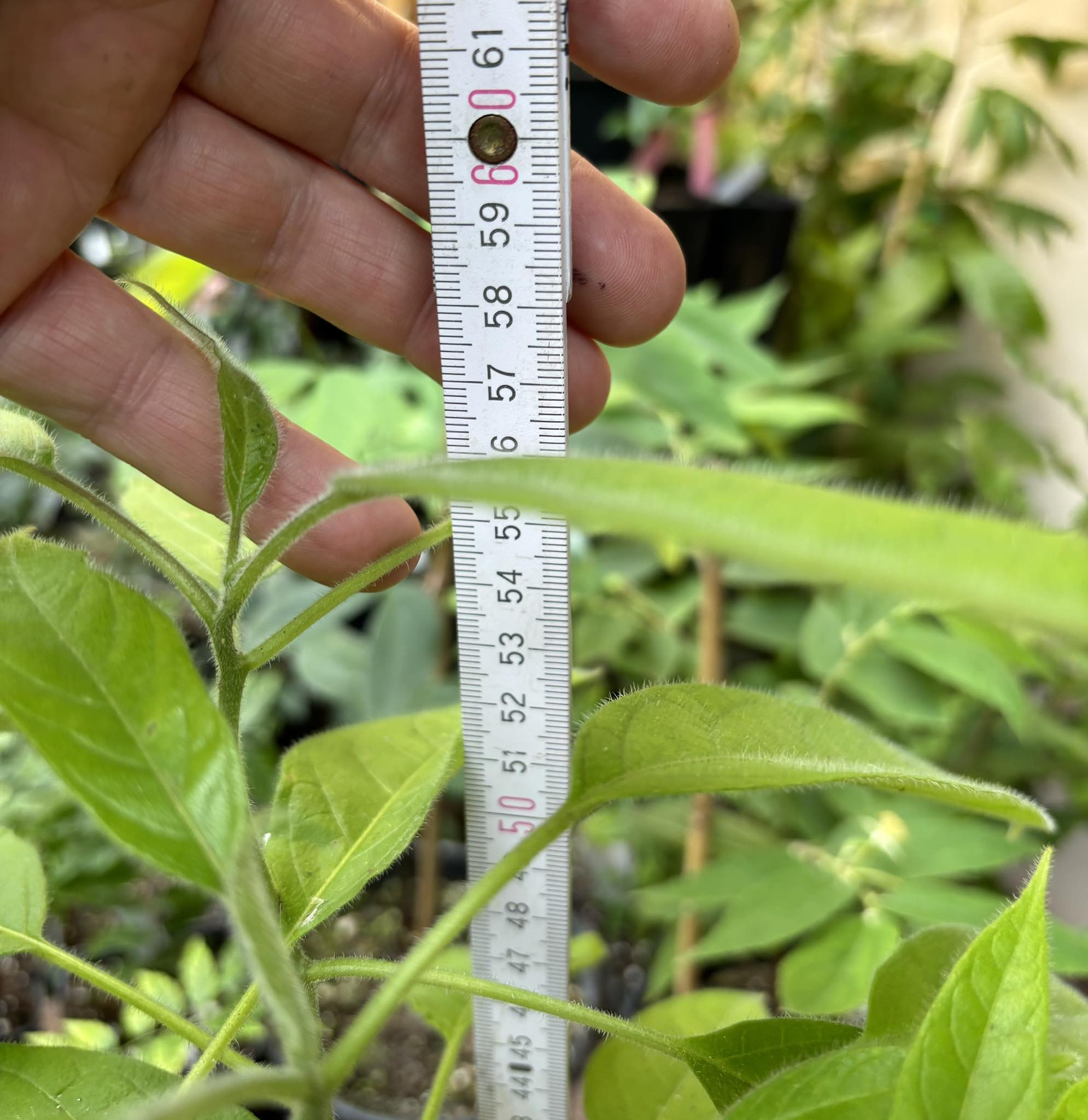 Solanum luridifuscescens - Tomatao Verde Piloso - 1 potted plant / 1 getopfte Pflanze