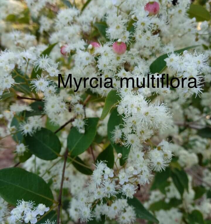 Myrcia multiflora - 1 potted plant / 1 getopfte Pflanze