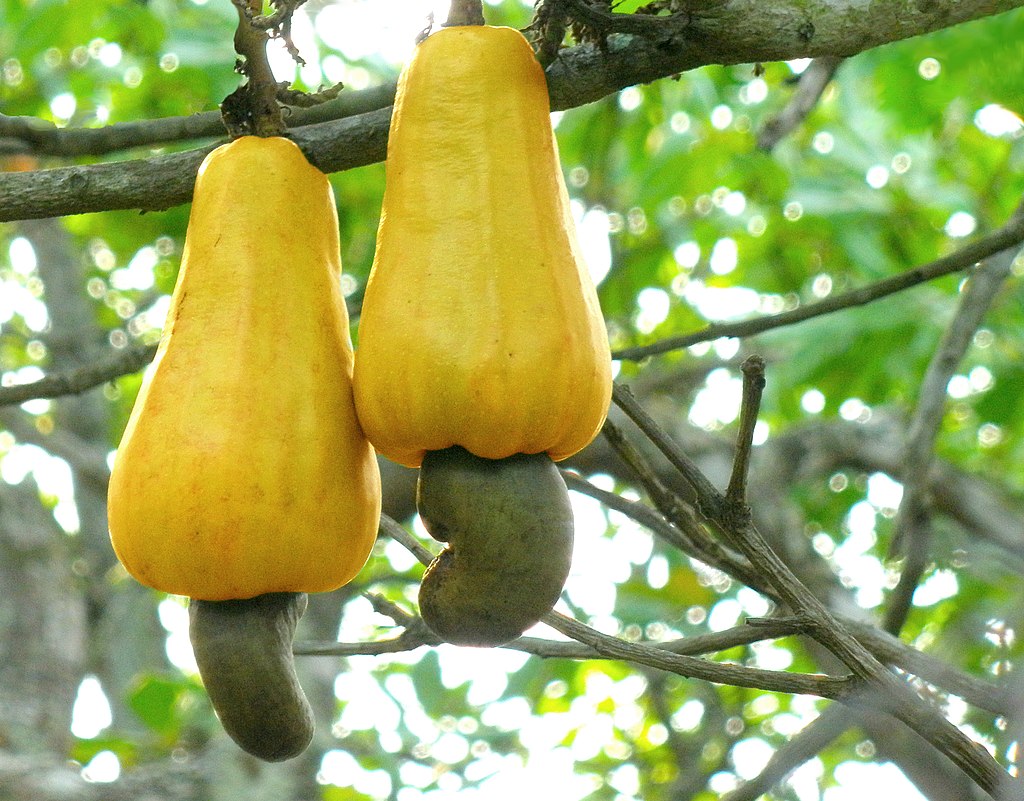 Anacardium occidentale - Cashew - 1 germinated seed / 1 gekeimter Samen