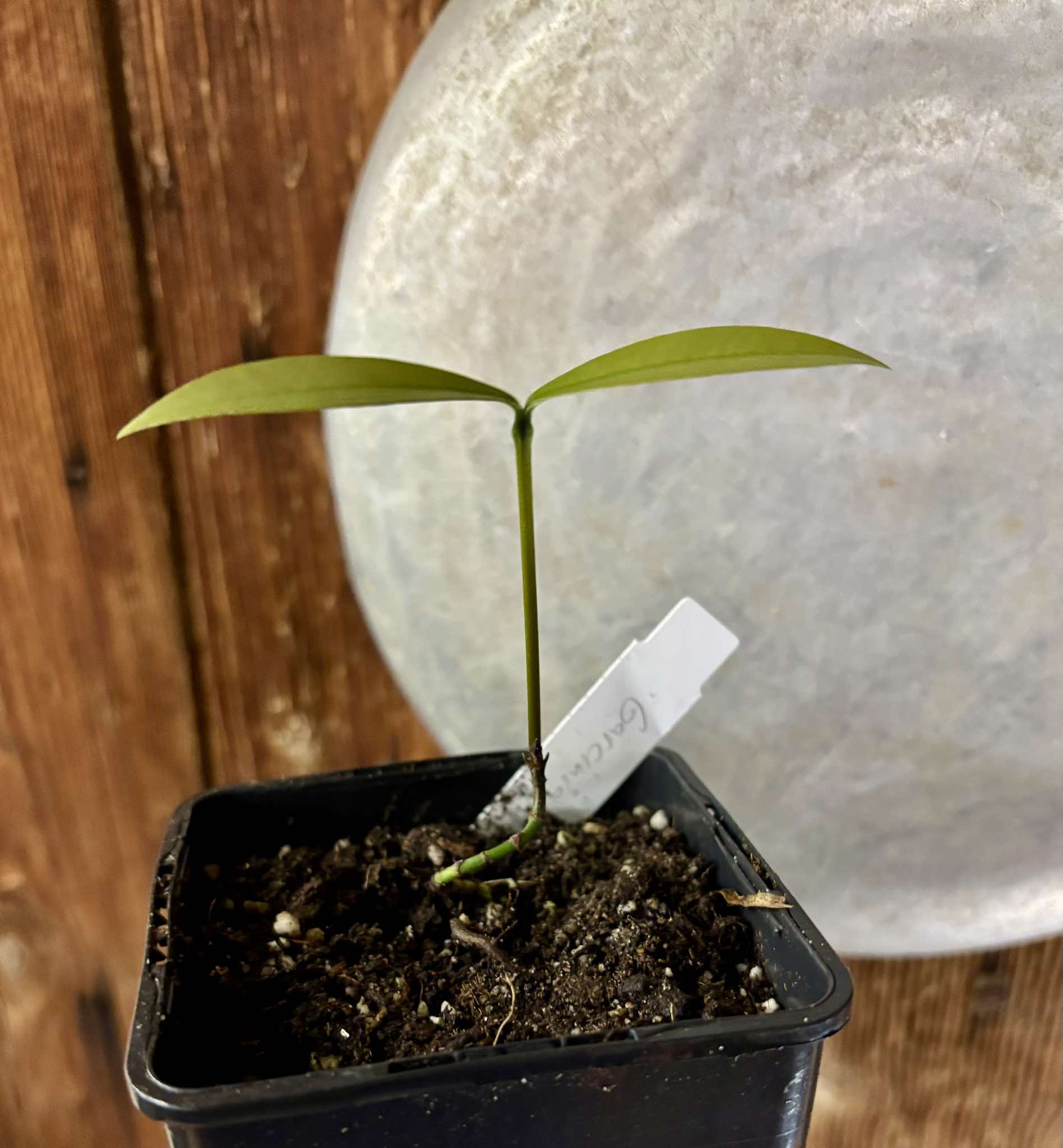 Garcinia sp UNA - 1 potted plant / 1 getopfte Pflanze