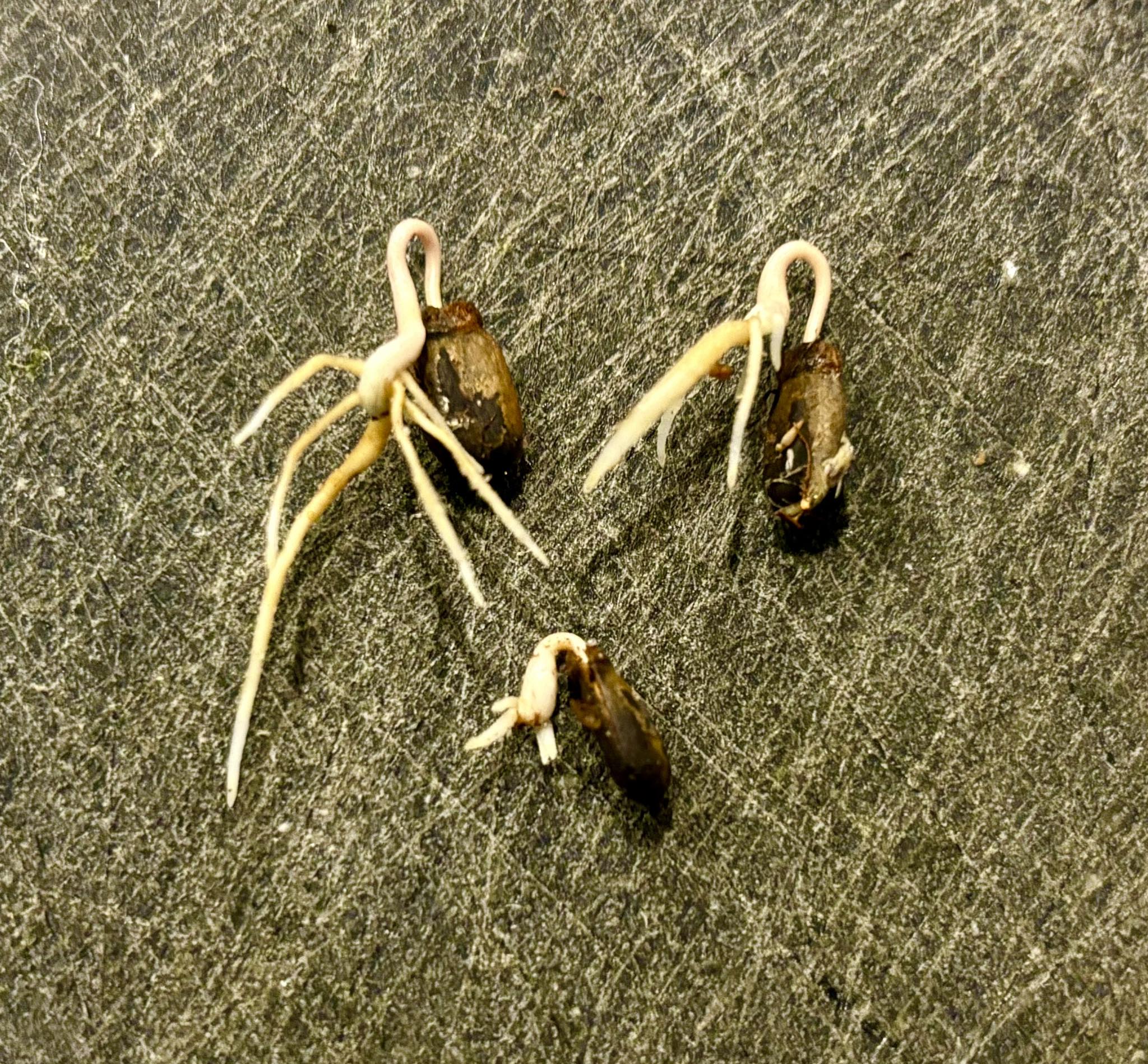 Annona hypoglauca - 1 germinated seed / 1 gekeimter Samen