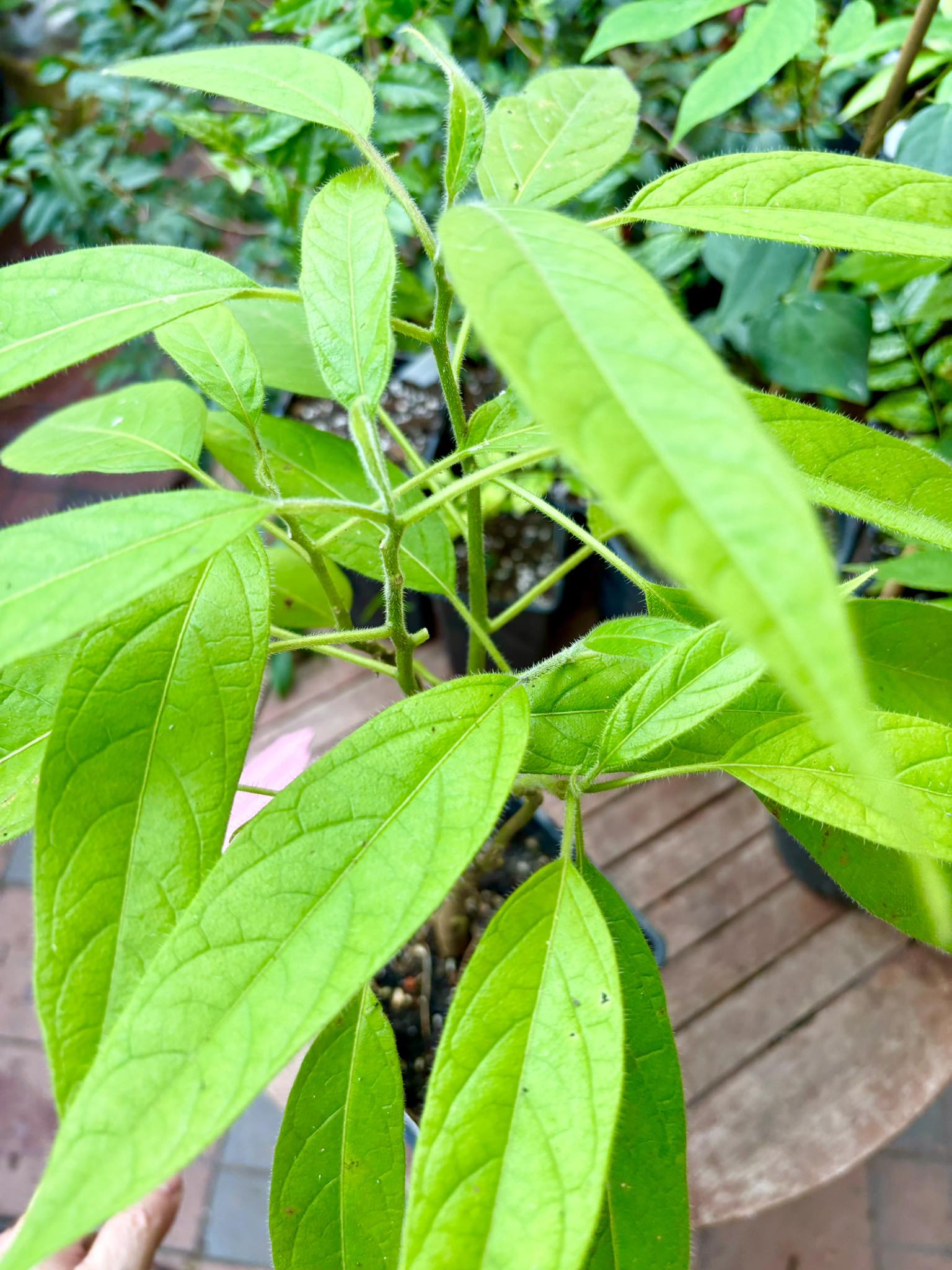 Solanum luridifuscescens - Tomatao Verde Piloso - 1 potted plant / 1 getopfte Pflanze