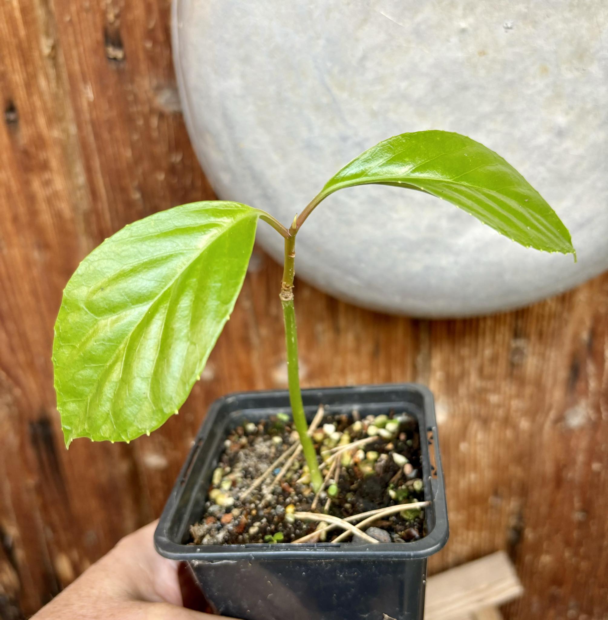 Kadsura heteroclita "Bursting Star" - potted plant / getopfte Pflanze