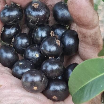 Pitanga de Cachorro (Neomitranthes obscura) - 1 germinated seed / 1 gekeimter Samen