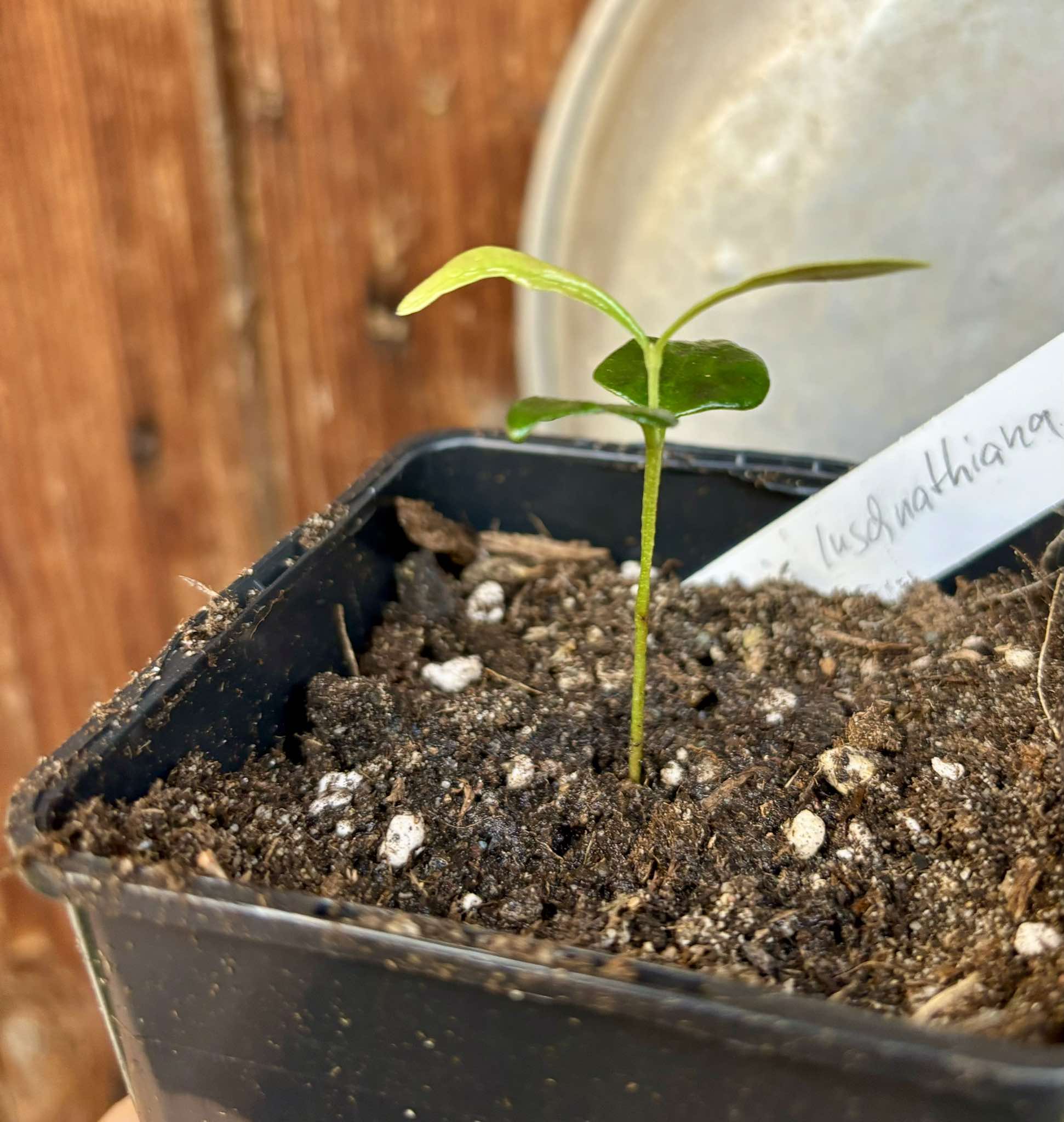 Myrcia luschnathiana -  1 small potted seedling / 1 kleiner, getopfter Sämling