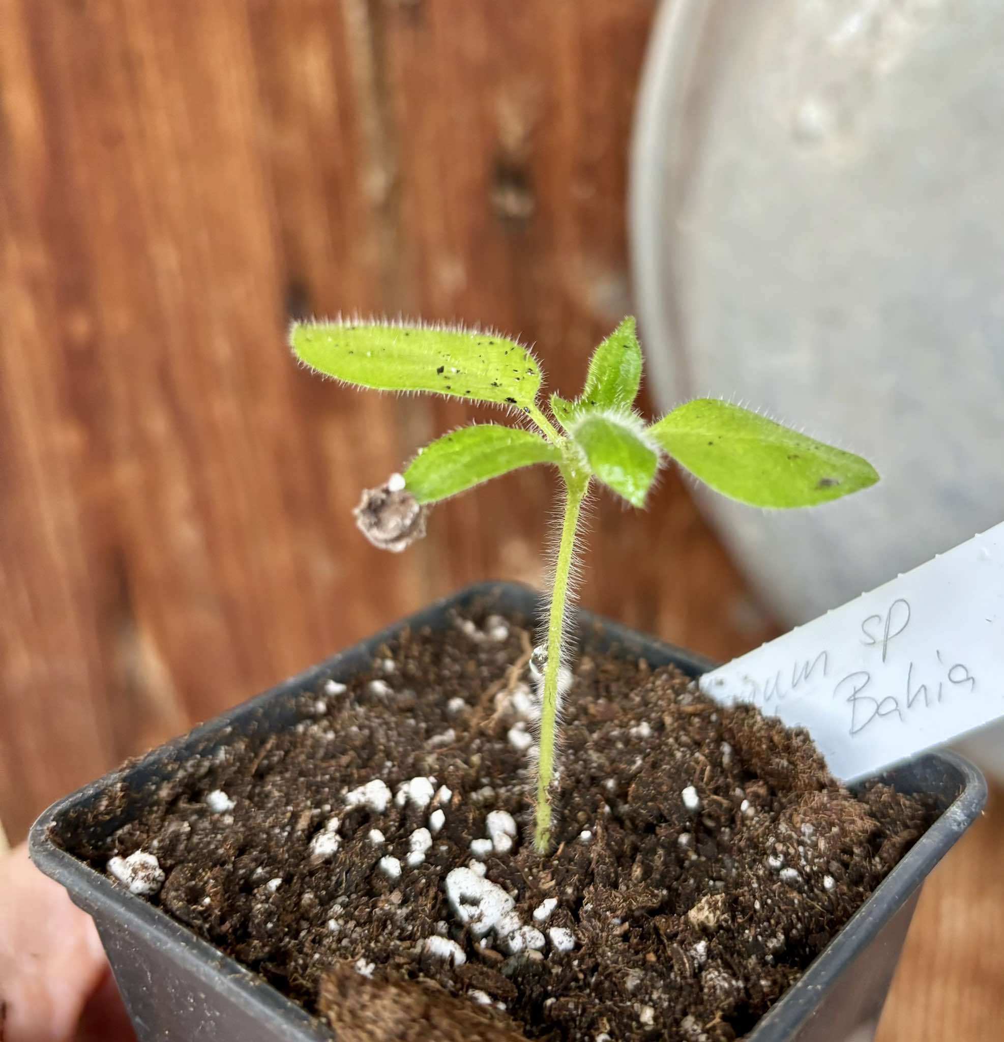 Solanum sp Verde Bahia - 1 small potted plant / 1 kleine, getopfte Pflanze