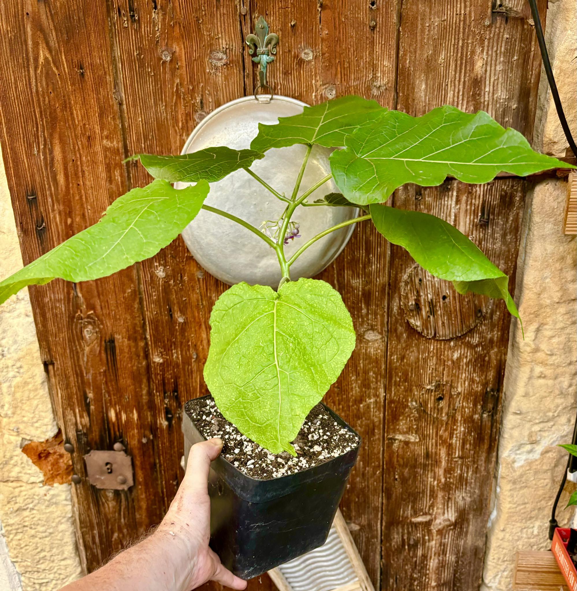 Hardy Tamarillo (Solanum corymbiflorum) - 1 potted plant / 1 getopfte Pflanze 