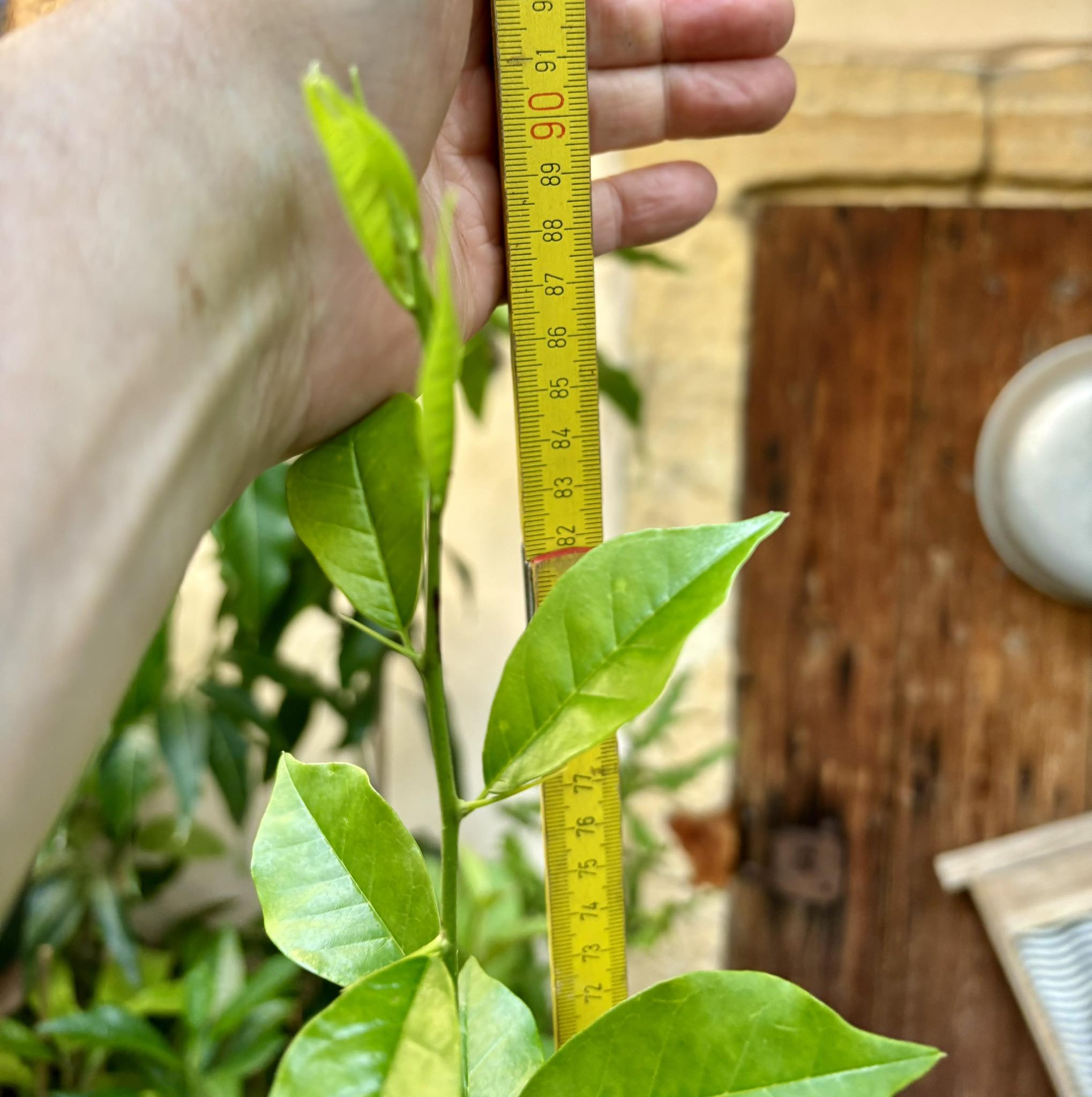 Yellow Che (Maclura cochinchinensis) - 1 potted plant / 1 getopfte Pflanze