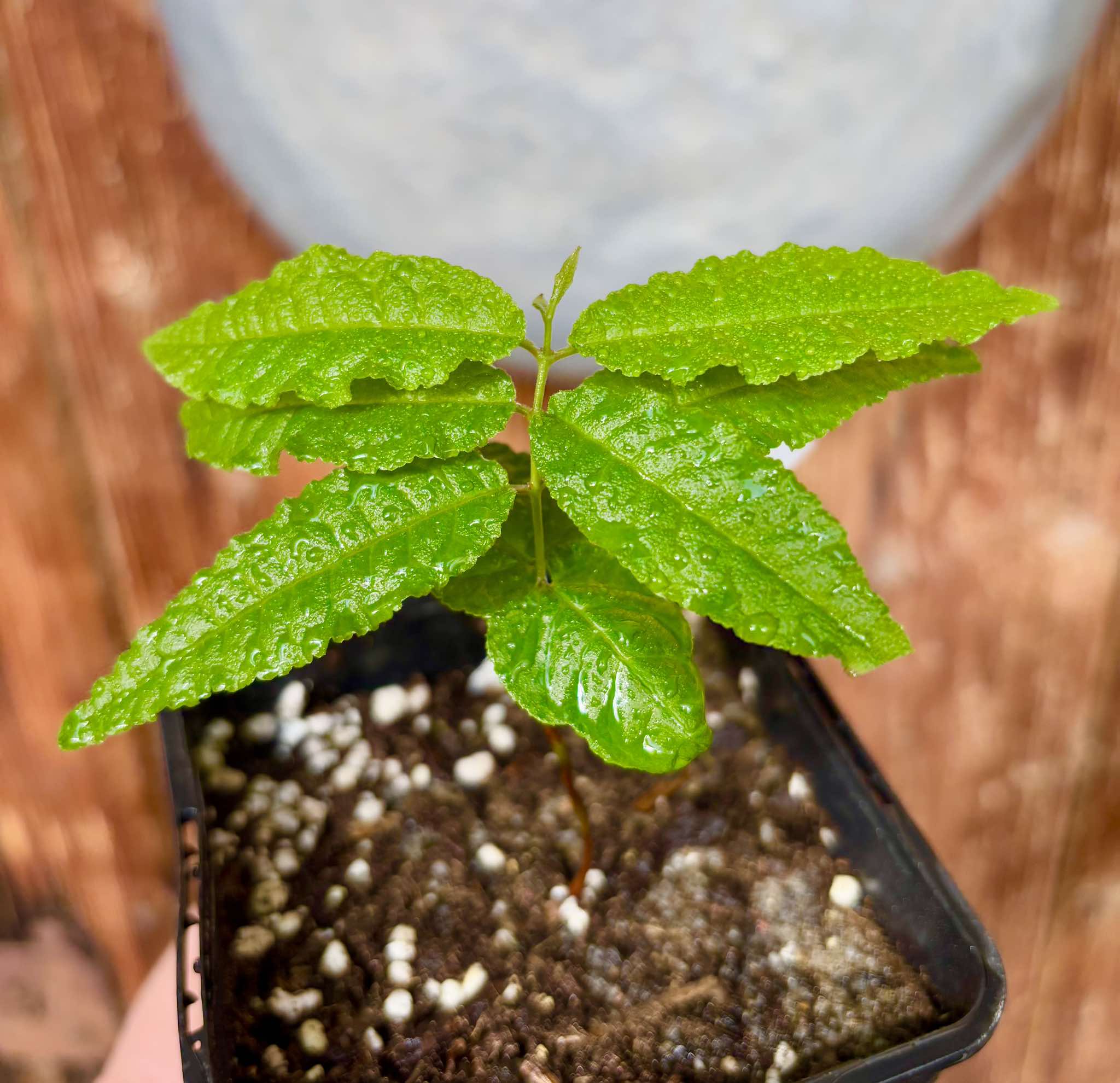 Campomanesia sp Roxa Turiba - 1 small potted seedling / 1 kleiner, getopfter Sämling