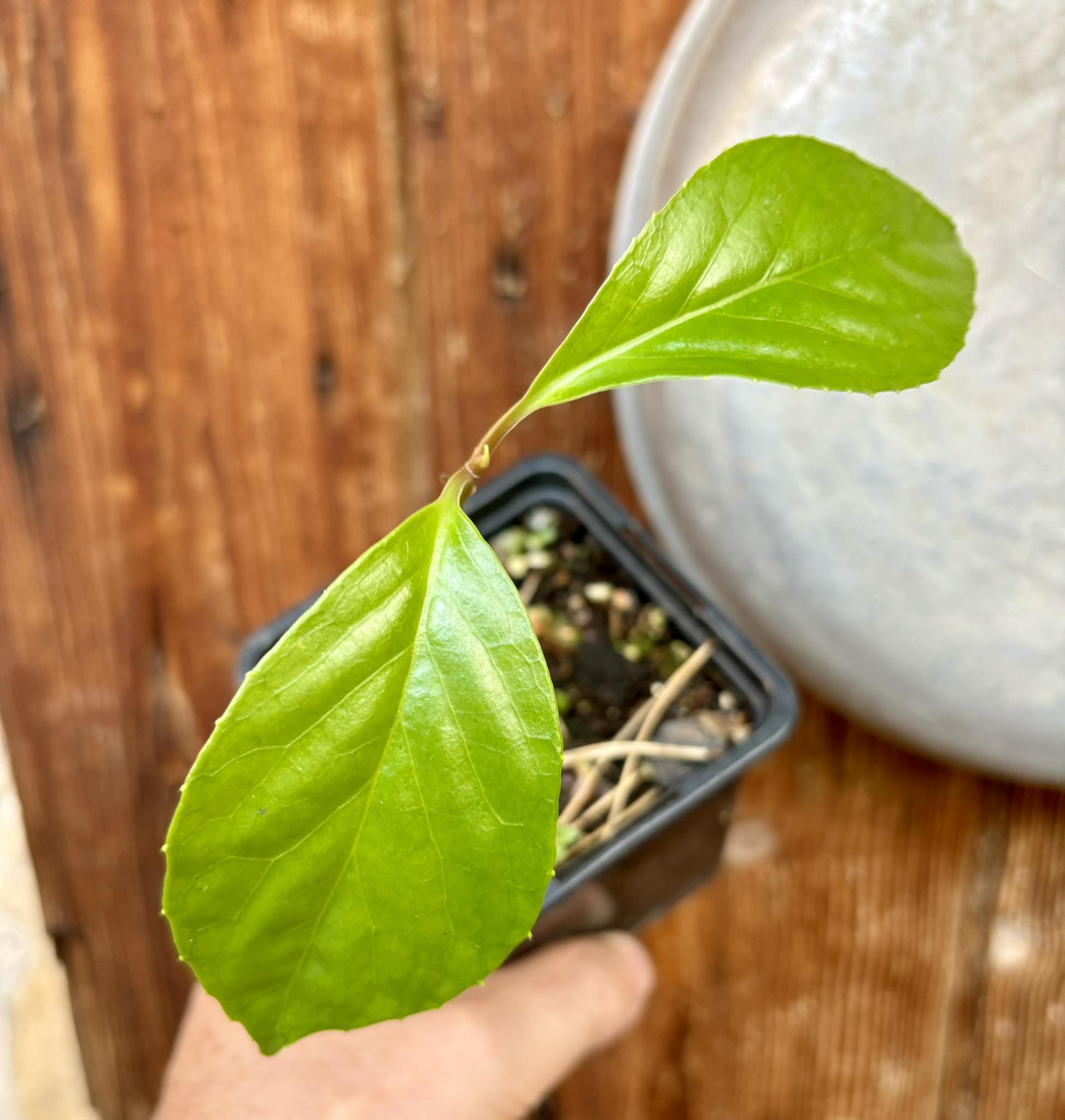 Kadsura heteroclita "Bursting Star" - potted plant / getopfte Pflanze