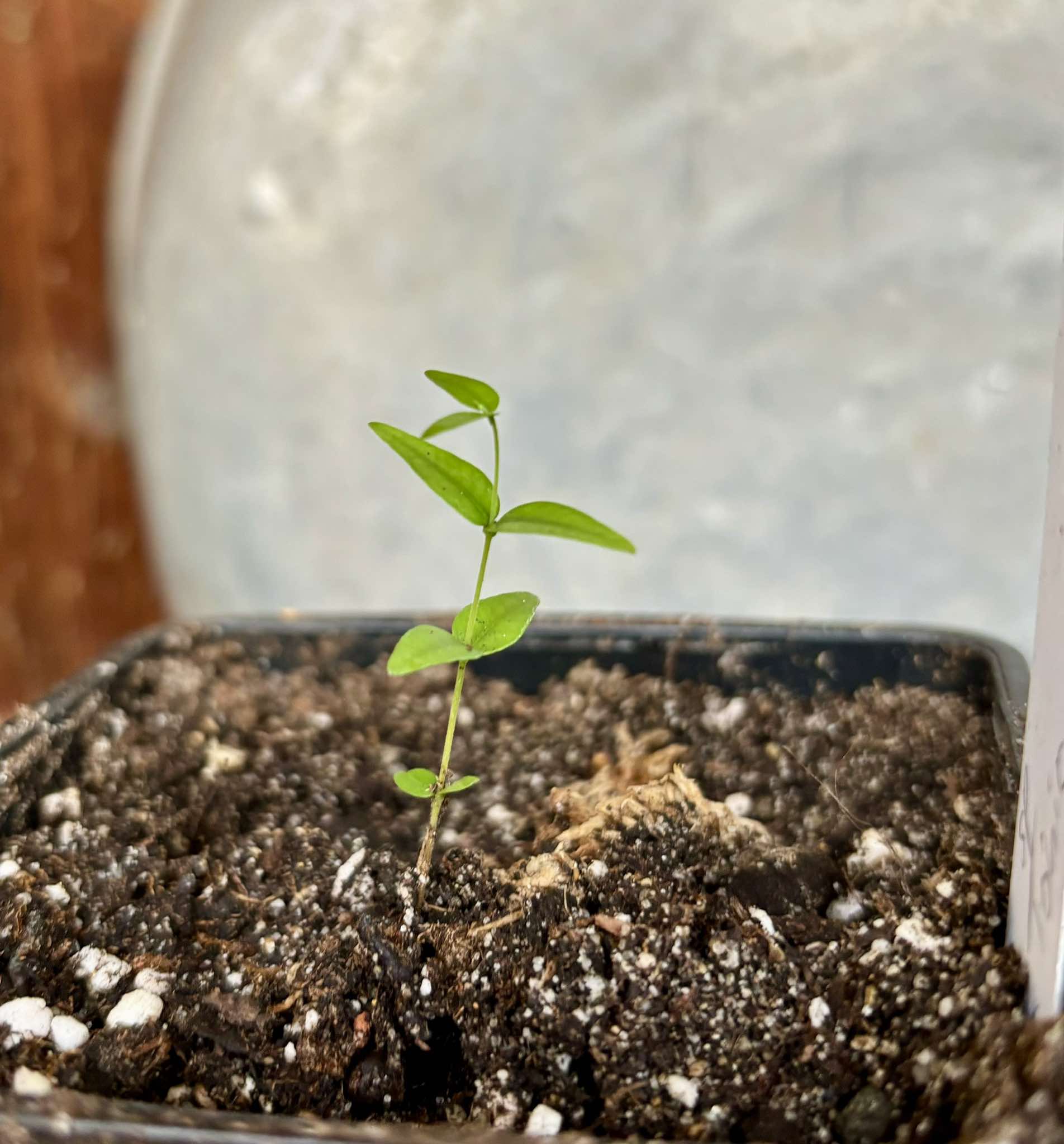 Myrciaria sp Gin & Tonic - 1 small potted seedling / 1 kleiner, getopfter Sämling