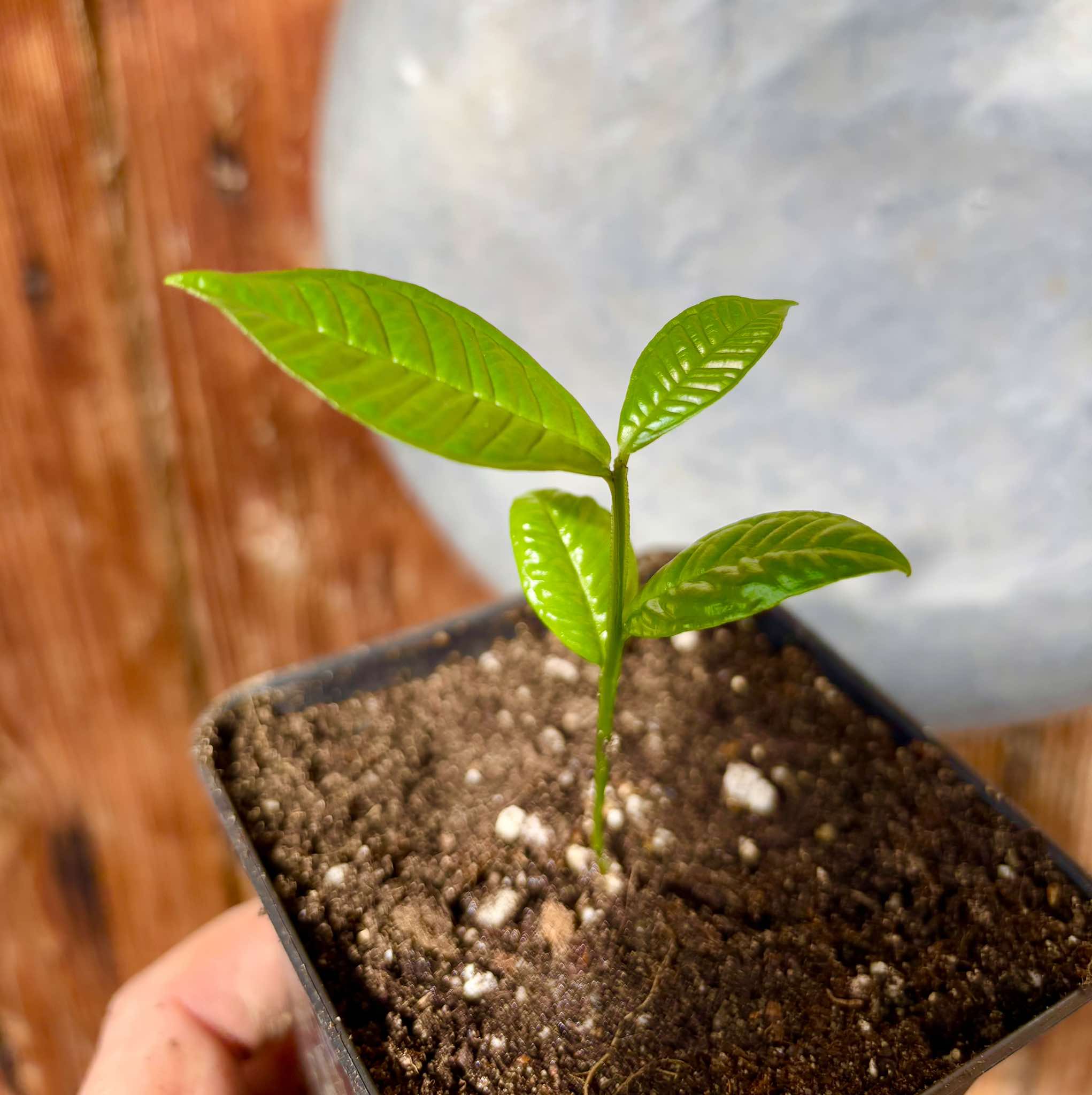 Gowok (Syzygium polycephalum) - 1 small potted seedling / 1 kleiner, getopfter Sämling