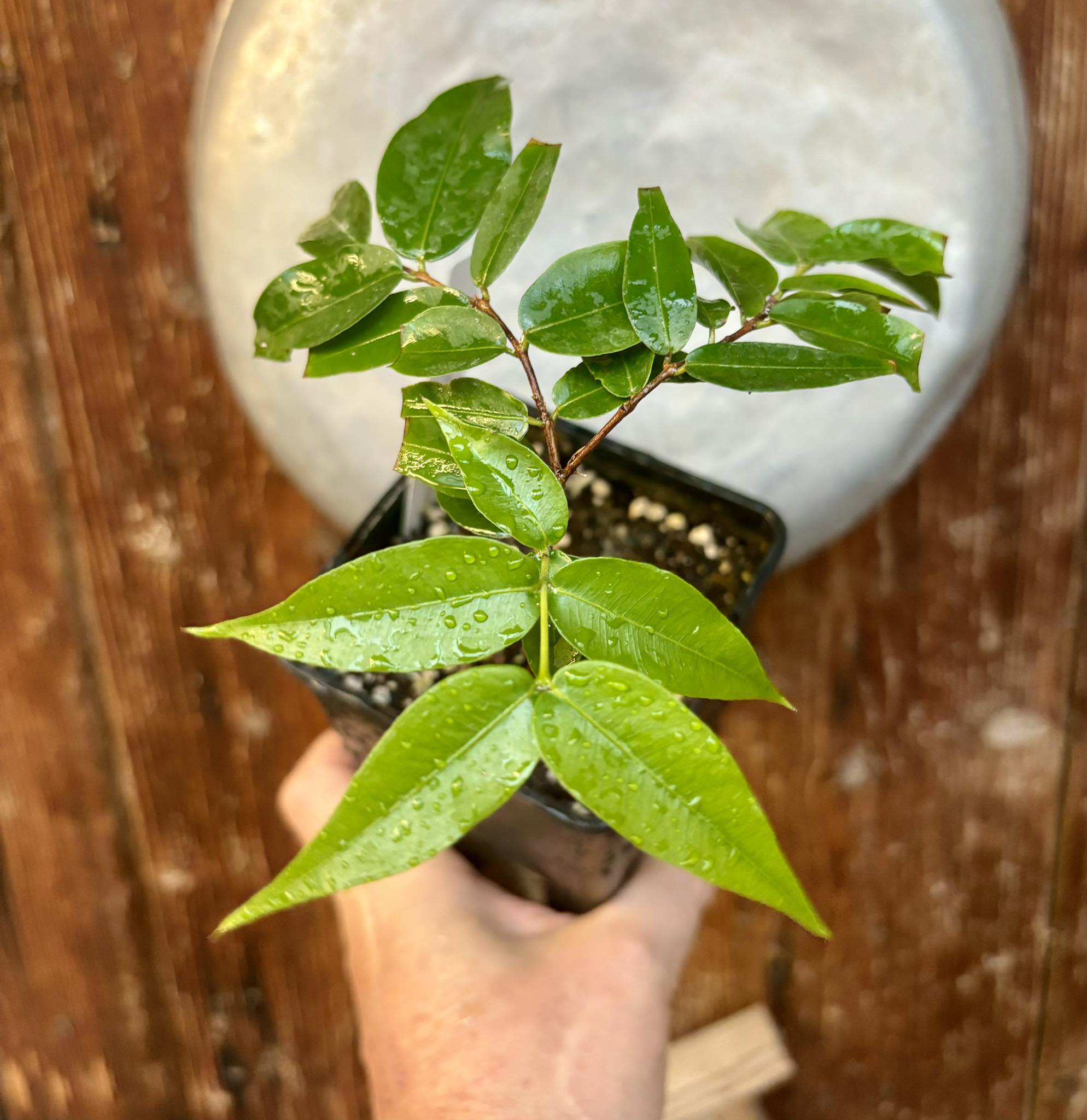 Myrciaria vexator - Blue Jaboticaba - 1 potted plant / 1 getopfte Pflanze