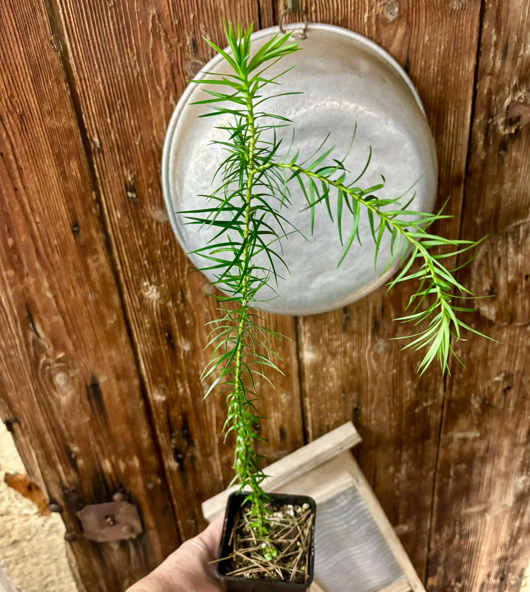 Araucaria angustifolia Nr. 2 - 1 potted plant / 1 getopfte Pflanze Kopie