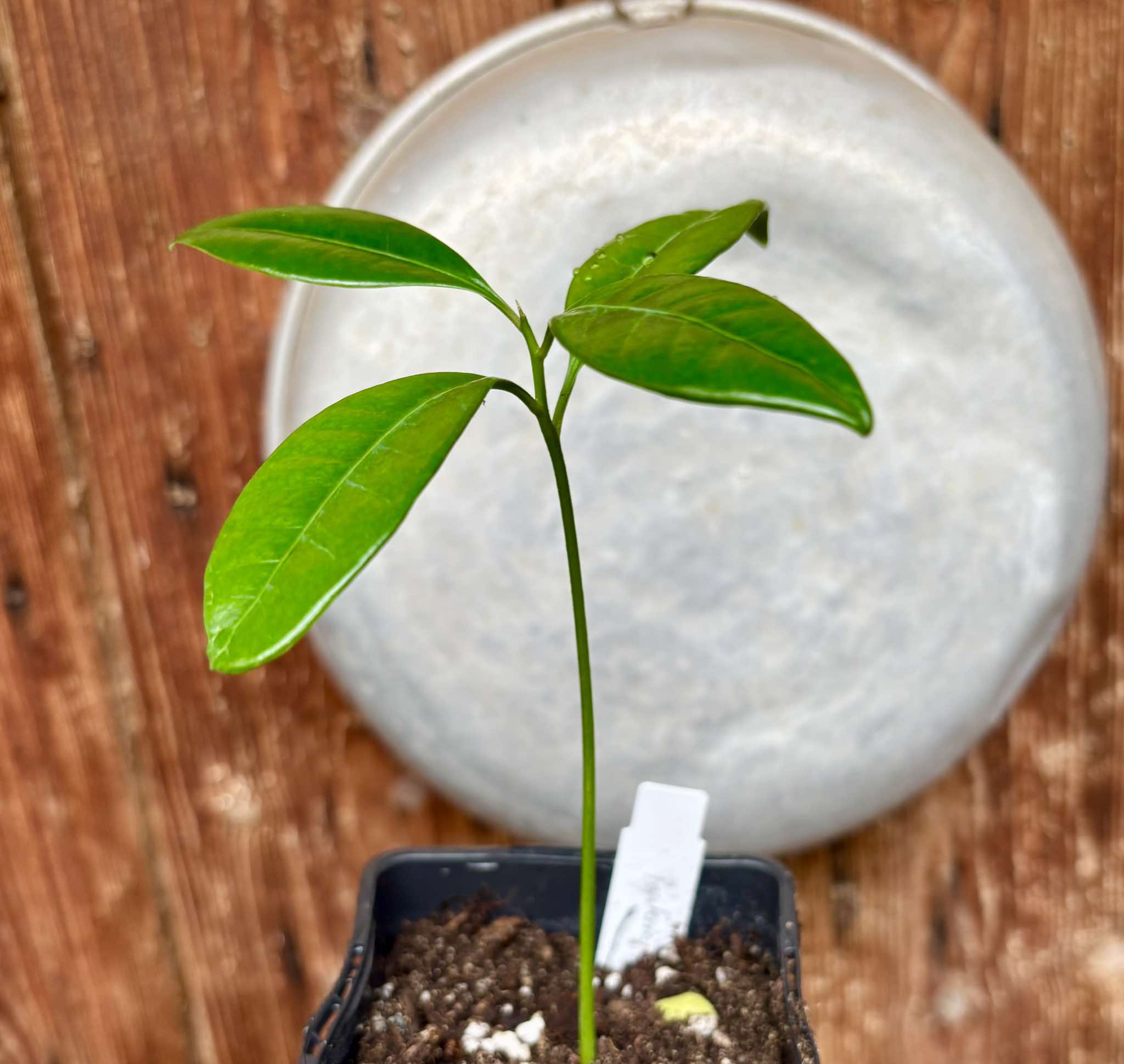 Pouteria macahensis - 1 small potted seedling / 1 kleiner, getopfter Sämling