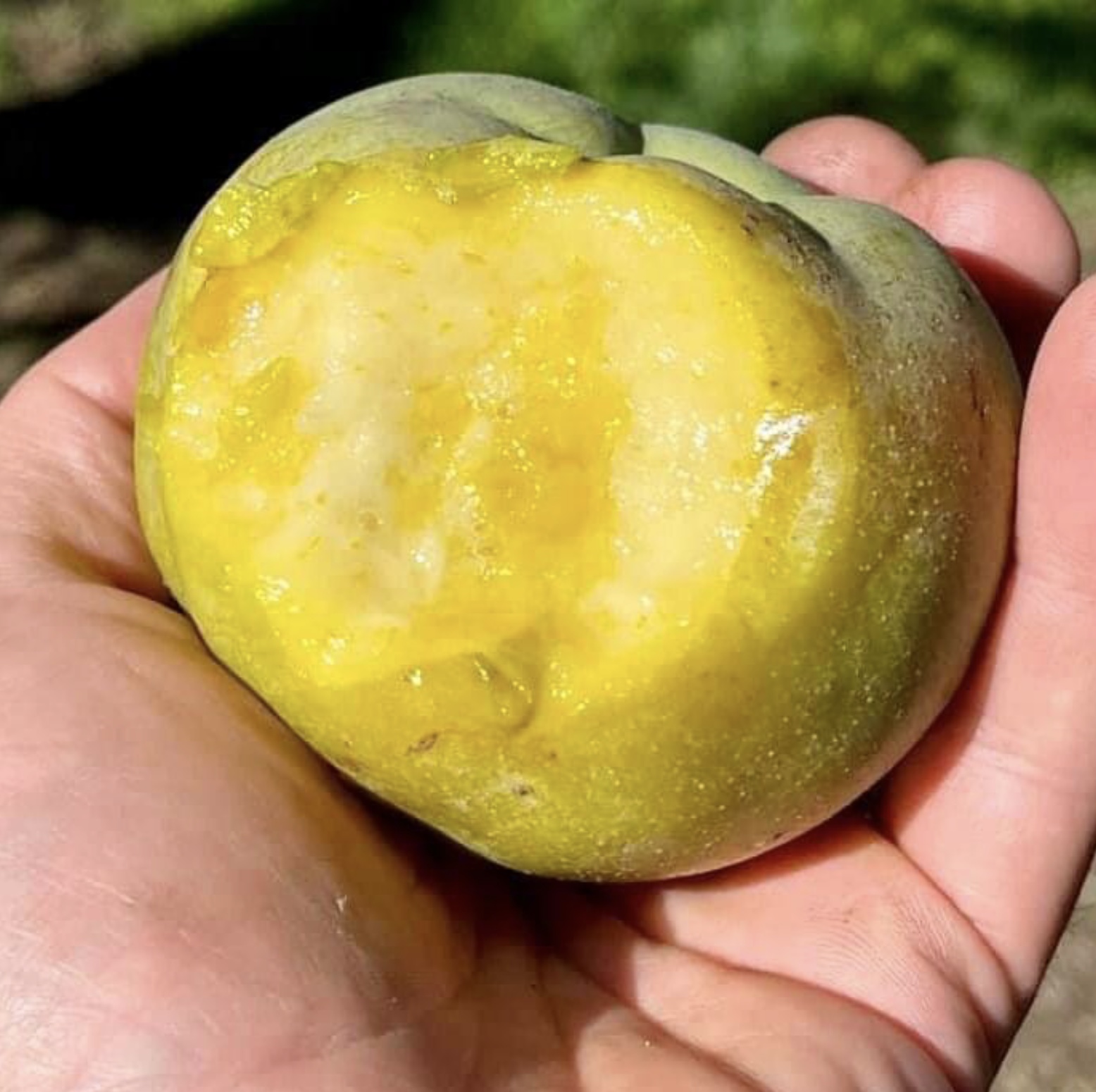 White Sapote (Casimiroa edulis) - 1 fresh seed / 1 frischer Samen