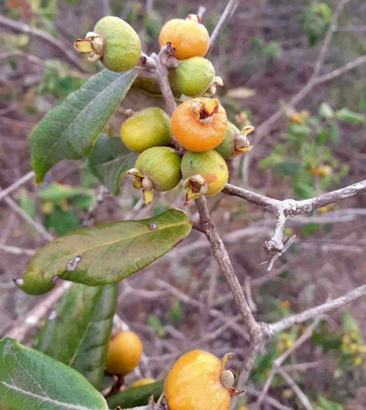 Eugenia sp Bahia Adilson - 1 germinated seed / 1 gekeimter Samen