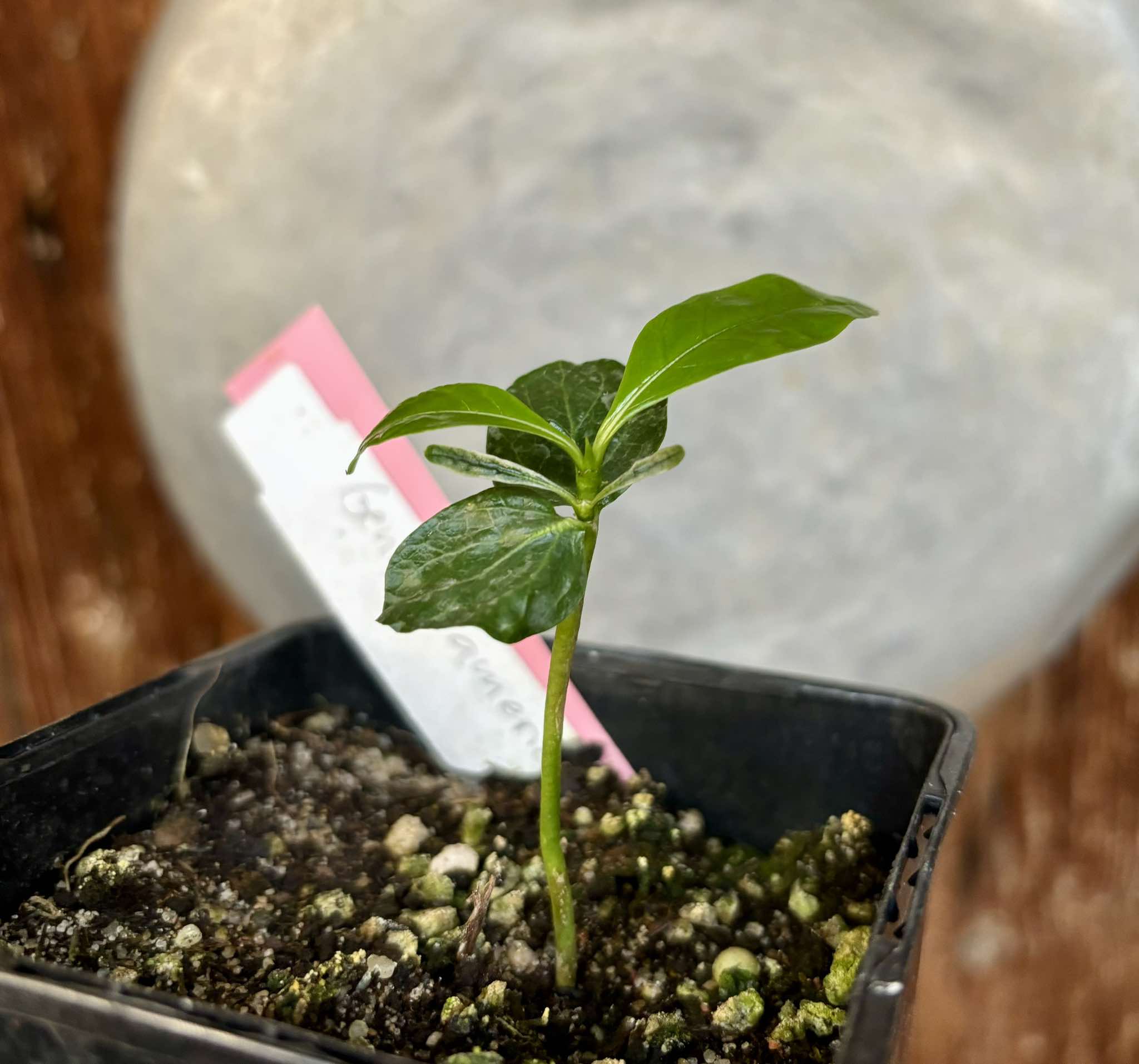 Genipa americana - Jenipapo / Genipapo - 1 small potted seedling / 1 kleiner, getopfter Sämling