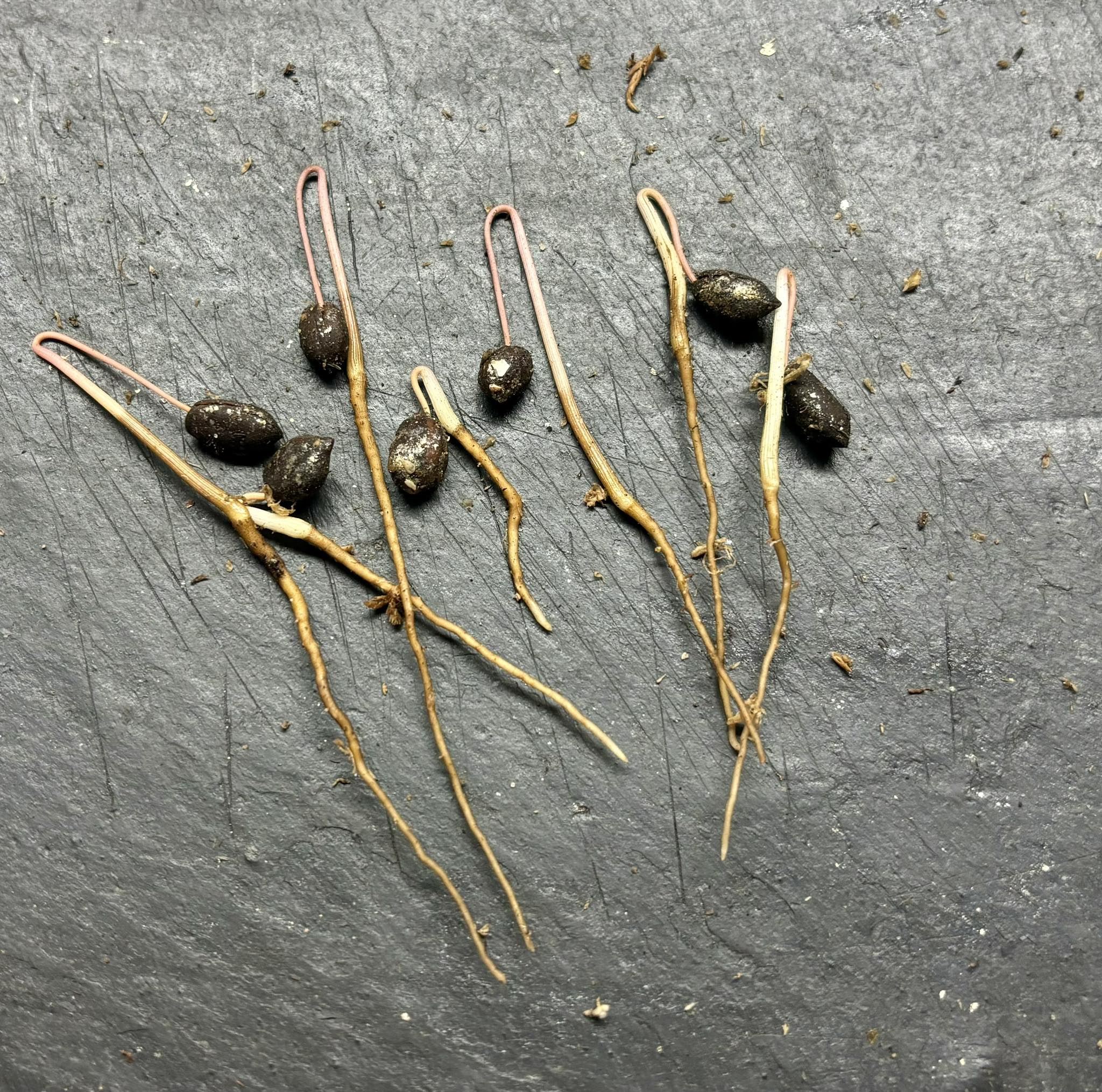 Duguetia lanceolata - Pindaiba - 1 germinated seed / 1 gekeimter Samen